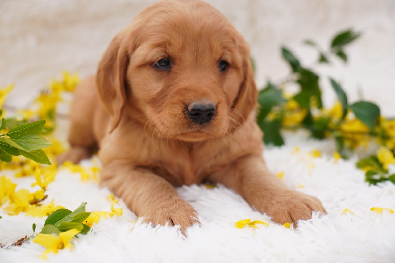Iris - AKC, Genetically Clear – Golden Retriever puppy for sale in Los Angeles, CA