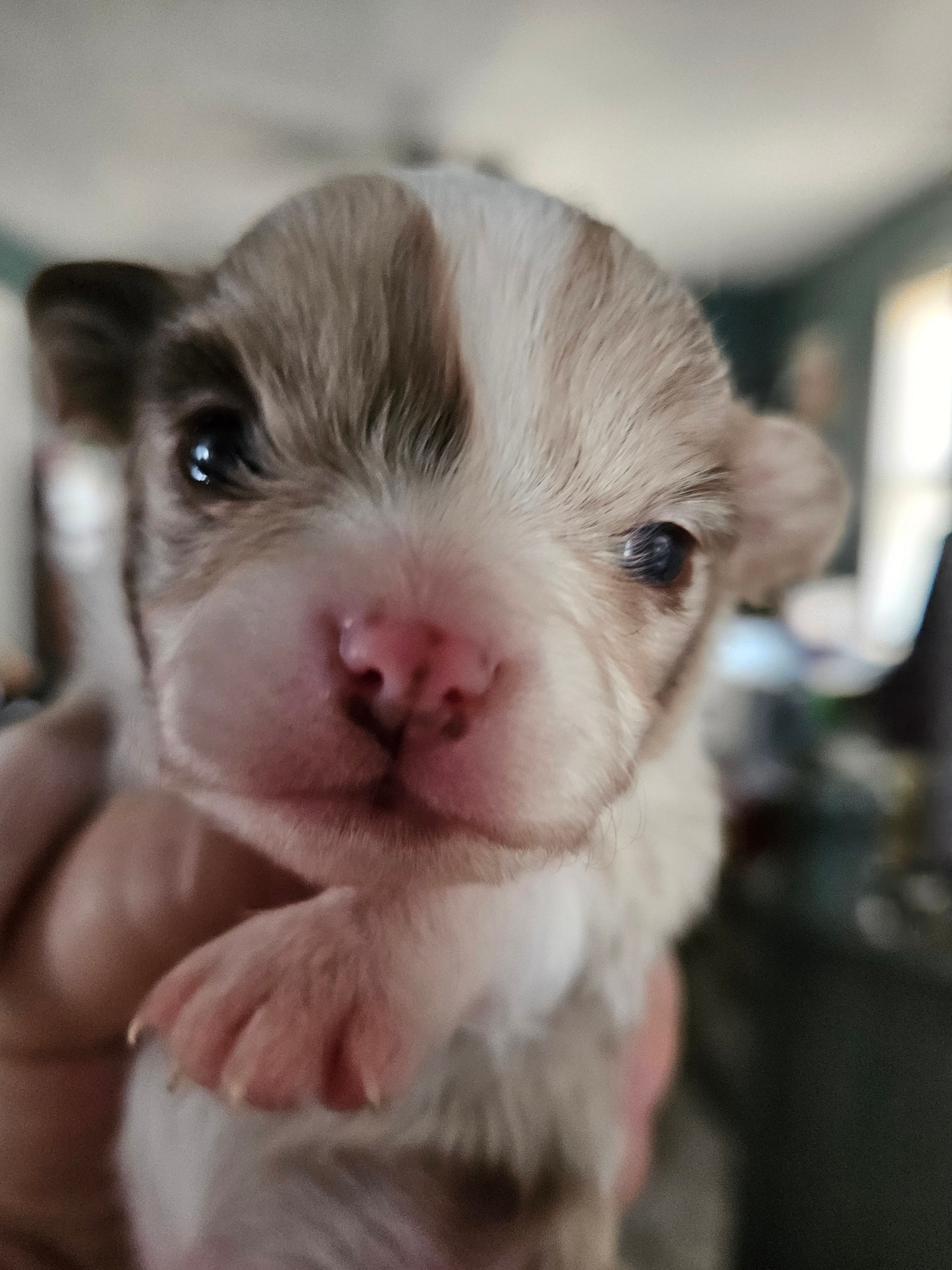 Puppy 2 – Chihuahua puppy for sale in Port Huron, MI