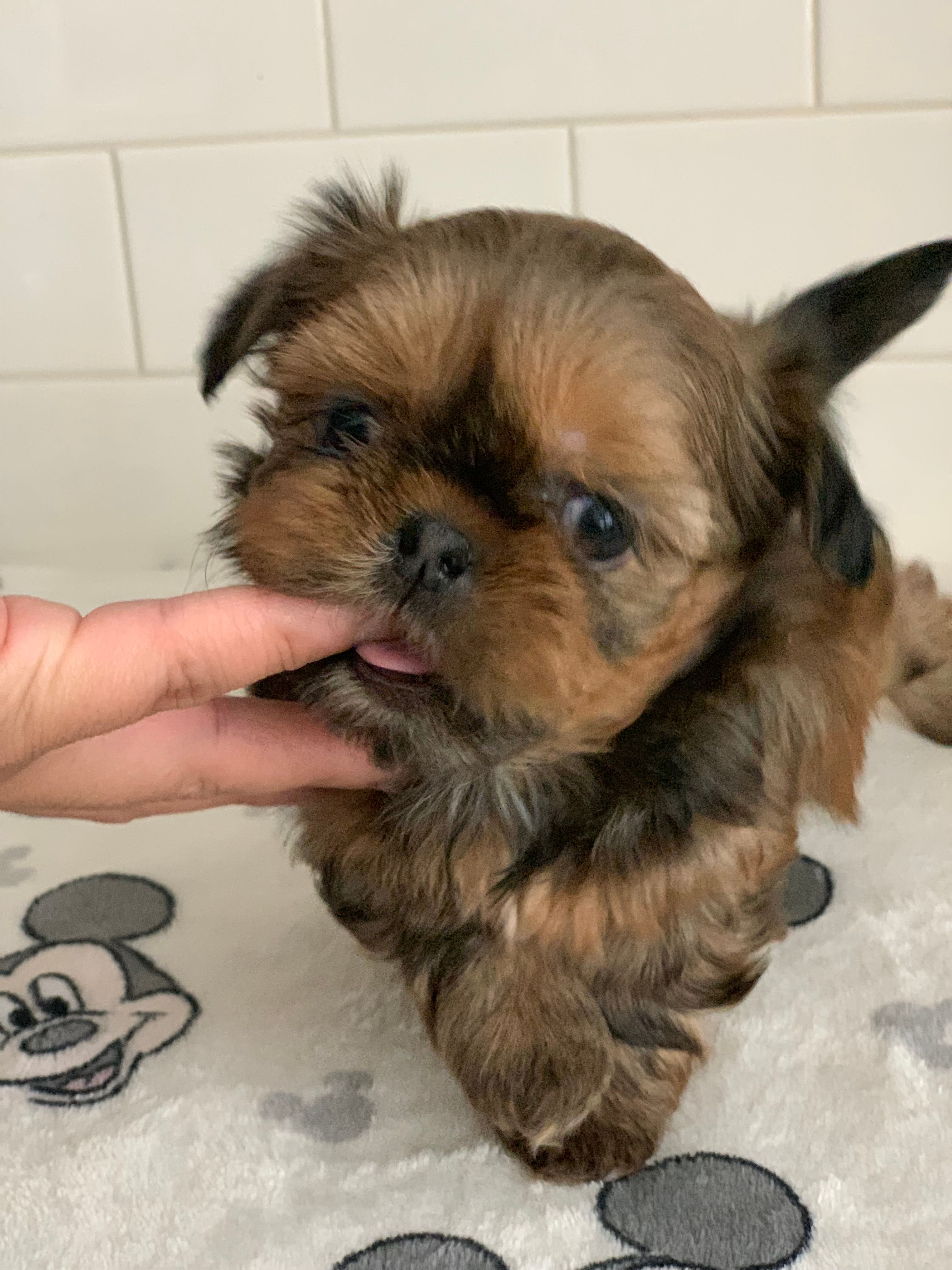 KitKat – Shih Tzu puppy for sale in San Jose, CA