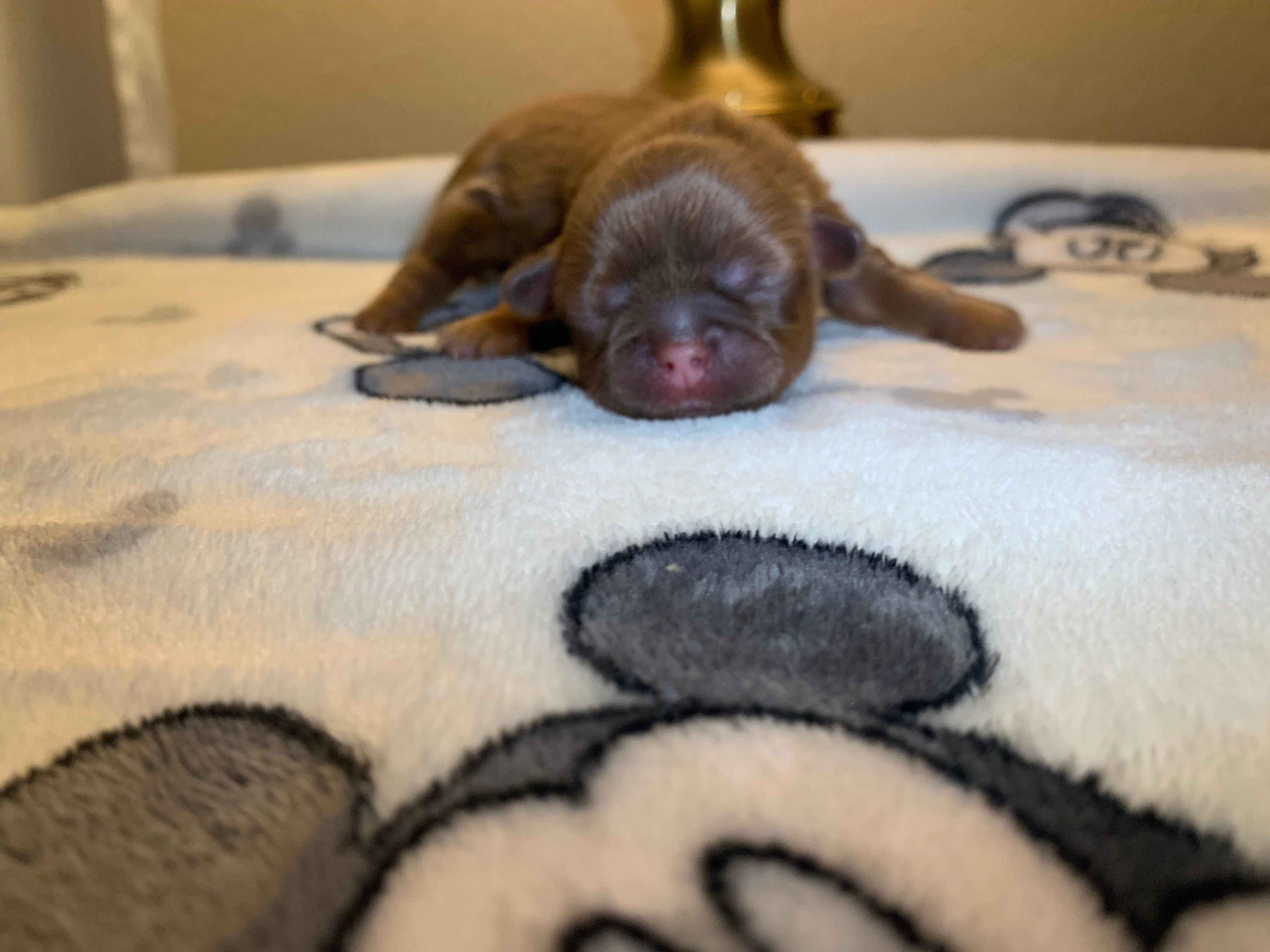 Chewy – Shih Tzu puppy for sale in San Jose, CA