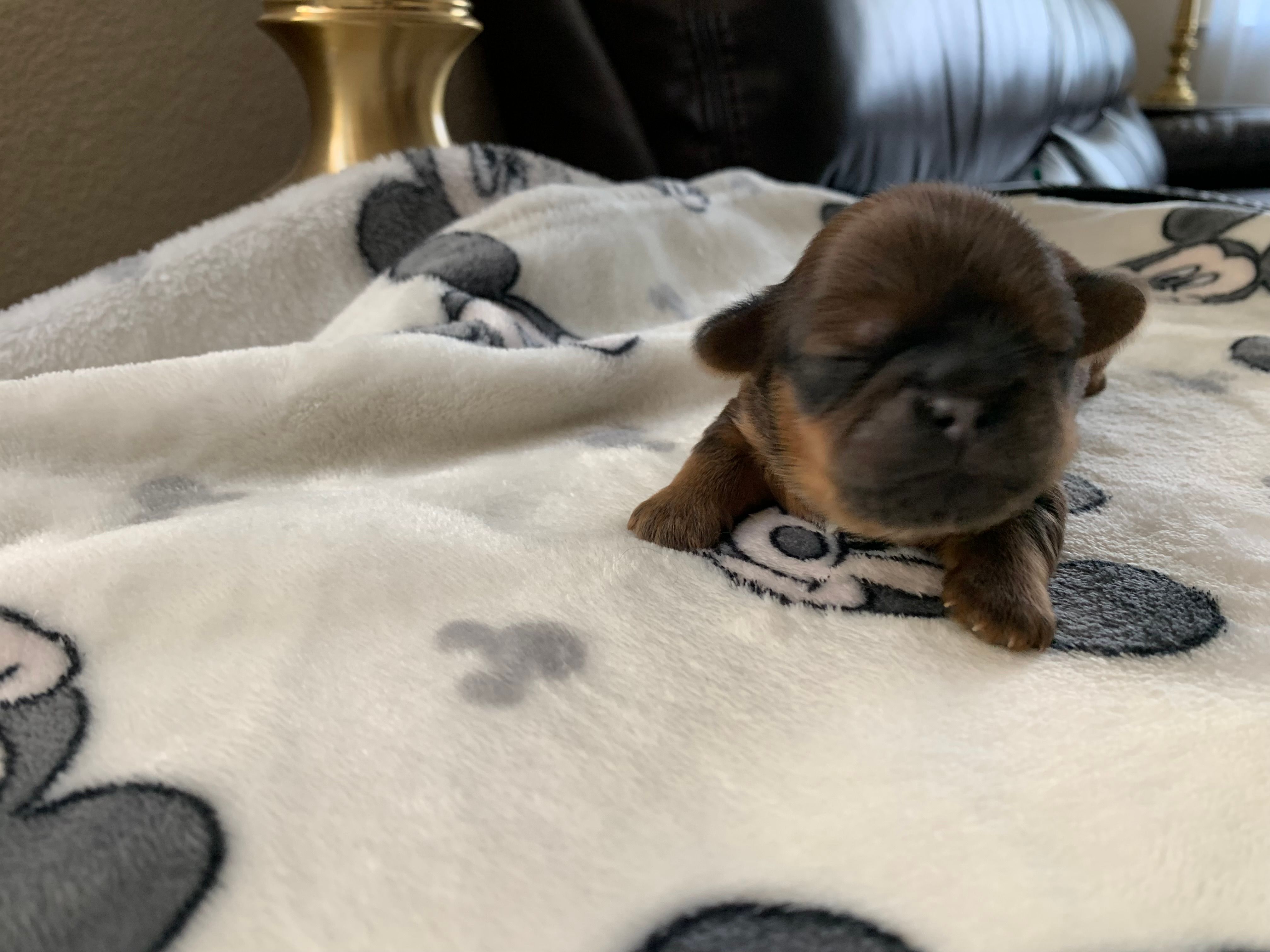 Rocky – Shih Tzu puppy for sale in San Jose, CA