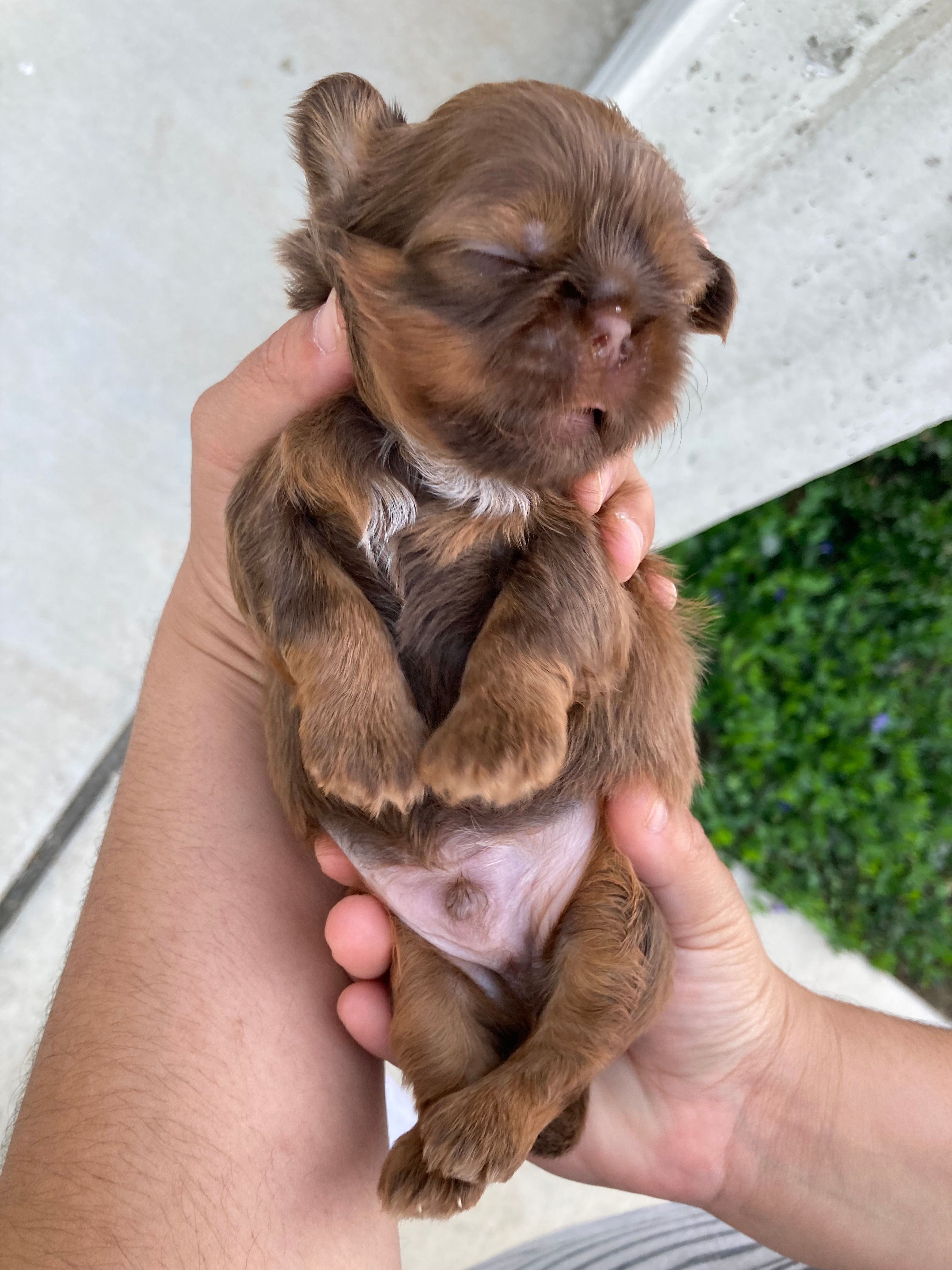 Chewy – Shih Tzu puppy for sale in San Jose, CA