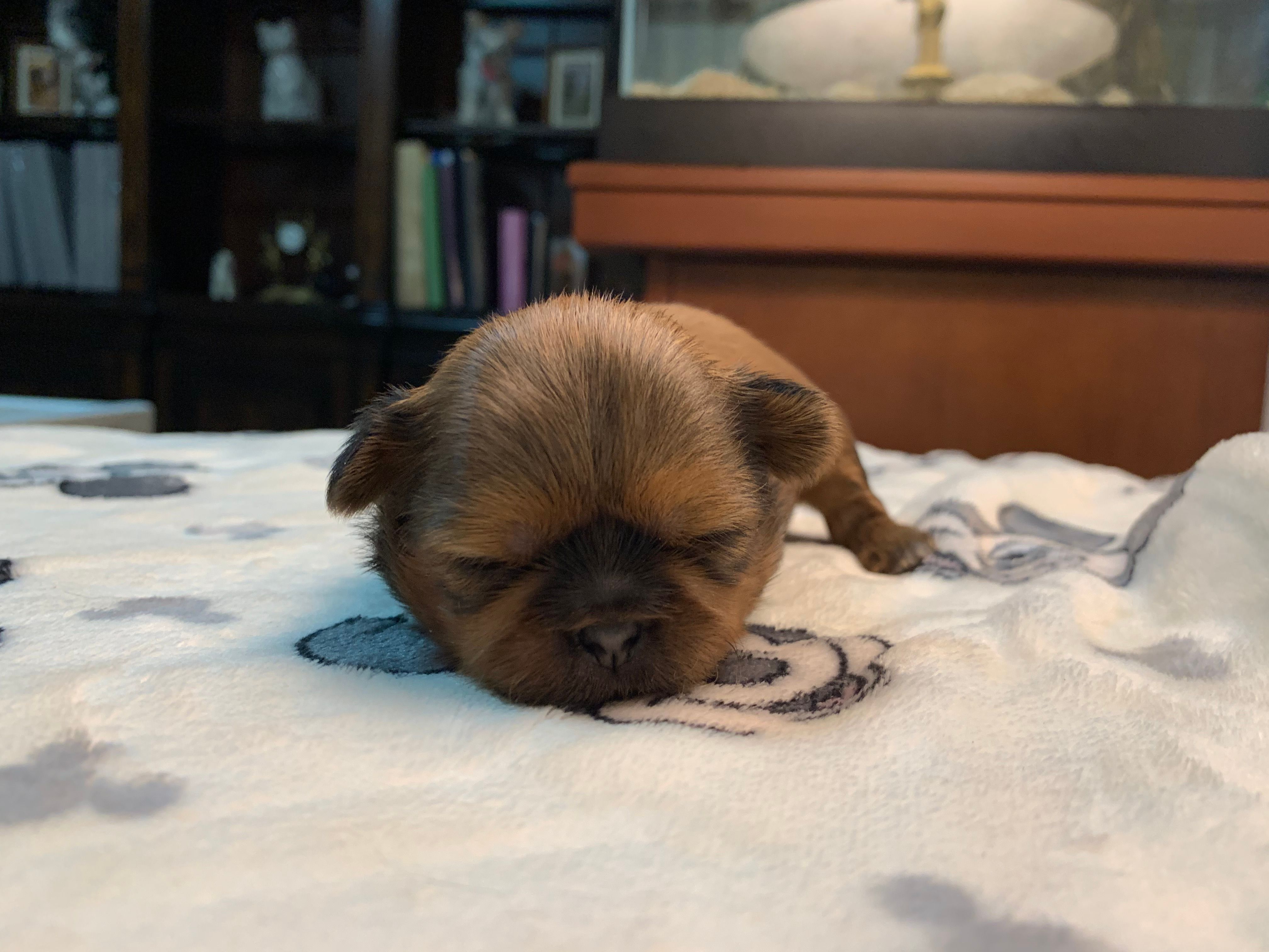 KitKat – Shih Tzu puppy for sale in San Jose, CA