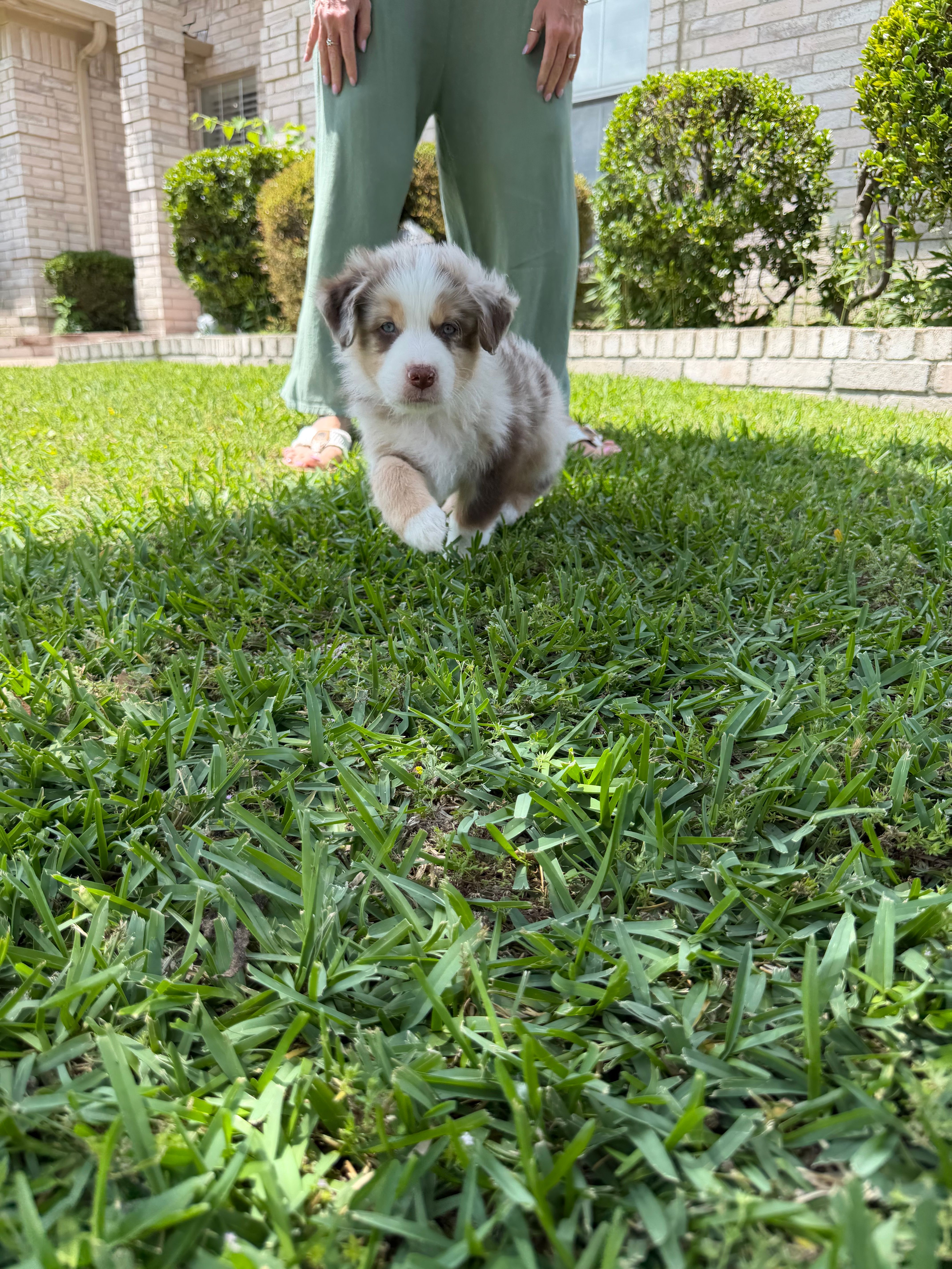 White – Australian Shepherd puppy for sale in Sachse, TX