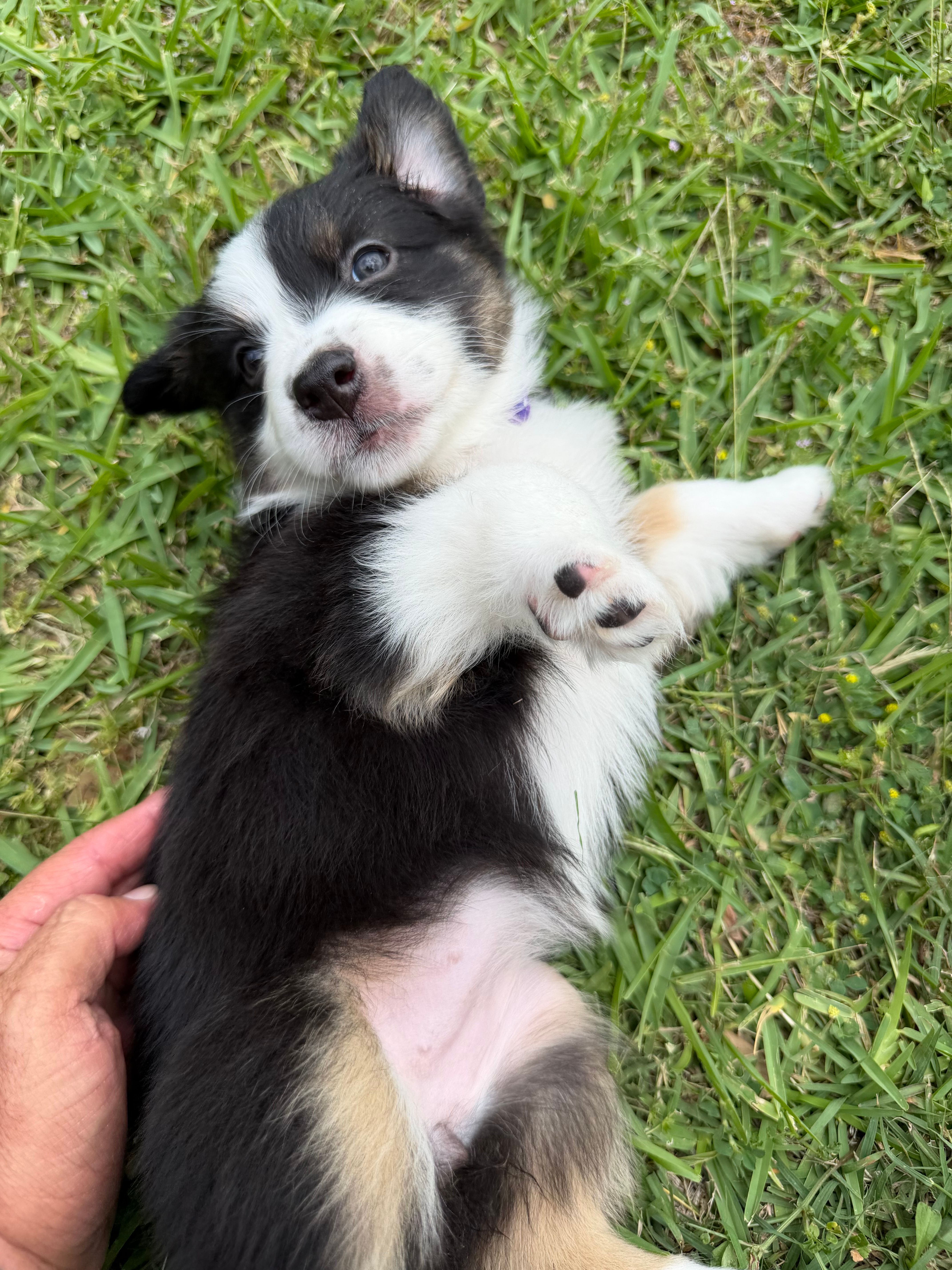 Purple – Australian Shepherd puppy for sale in Sachse, TX