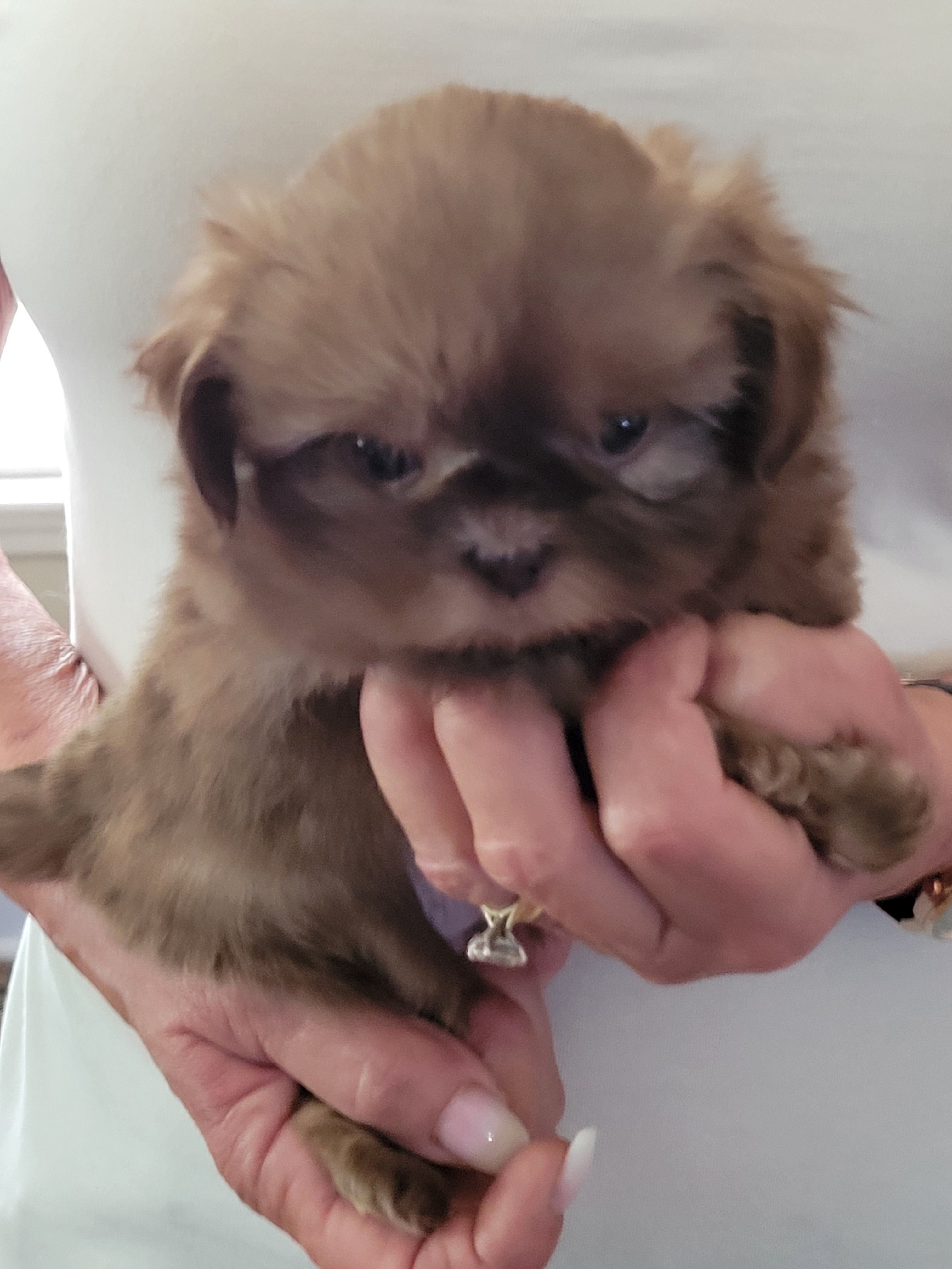 Brownie  – Shih Tzu puppy for sale in Jonesborough, TN