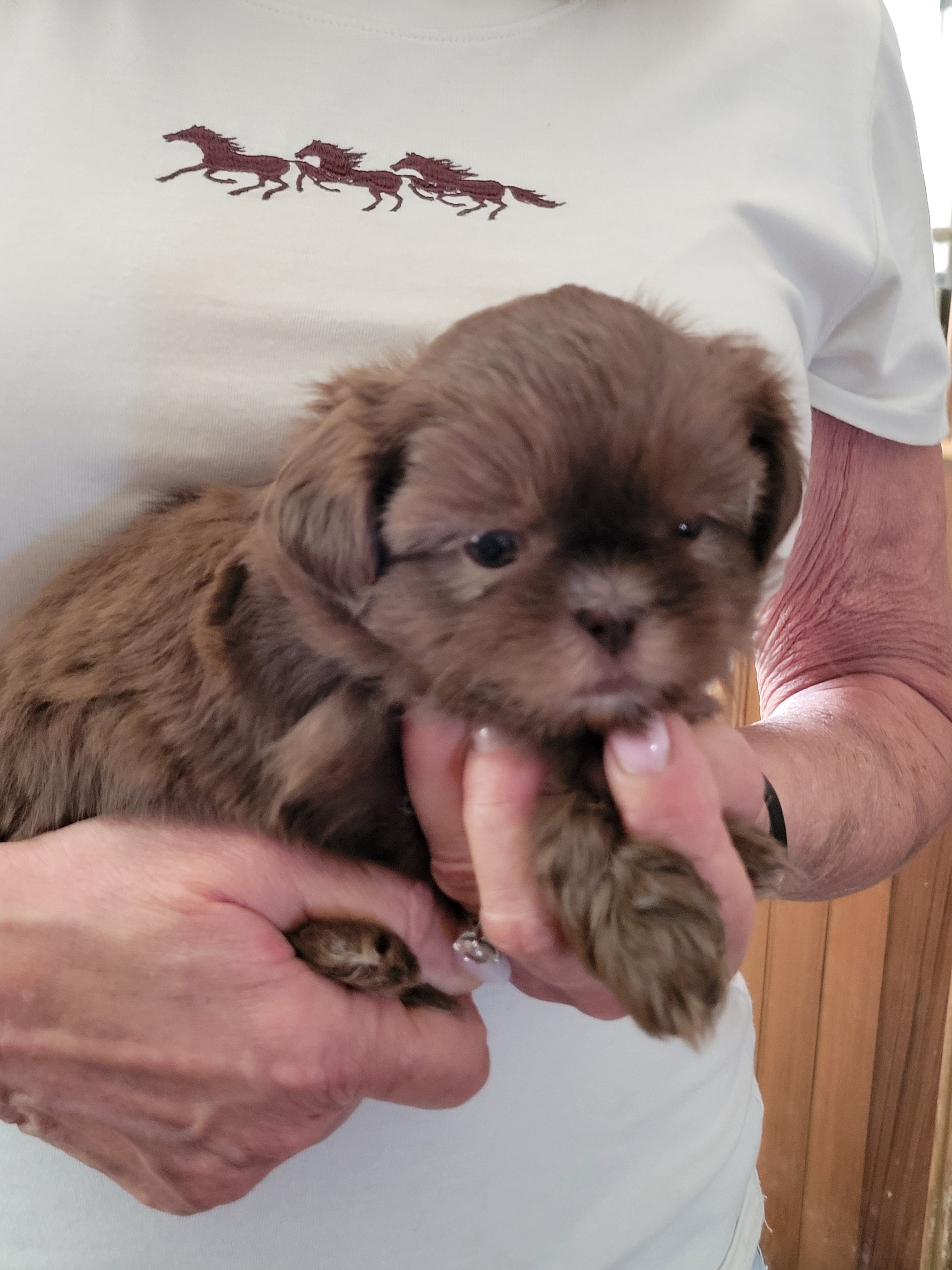 Mocha  – Shih Tzu puppy for sale in Jonesborough, TN
