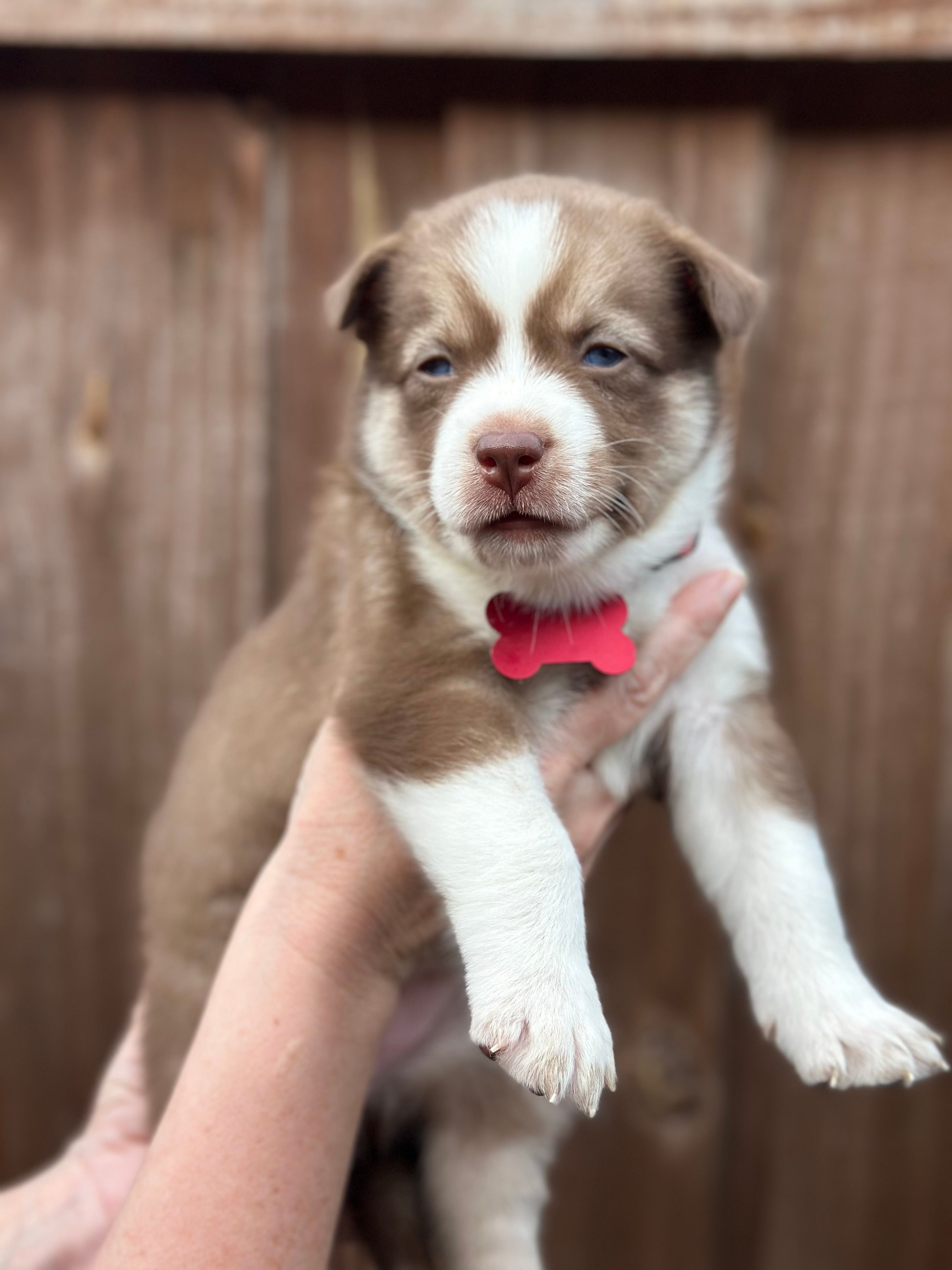 Juniper – Siberian Husky, Pomsky puppy for sale in Lutz, FL
