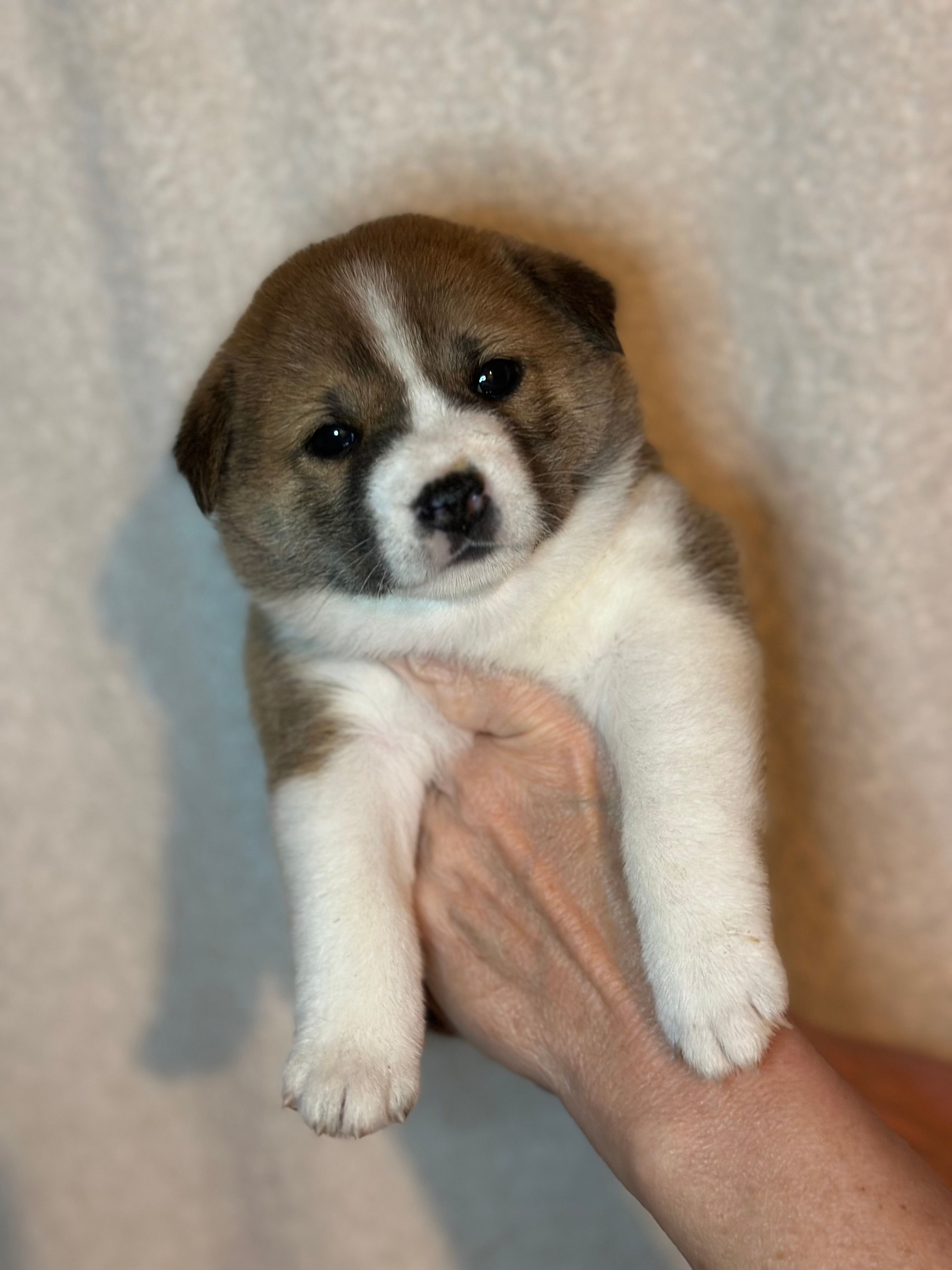 Tiramisu – Shiba Inu puppy for sale in Lutz, FL