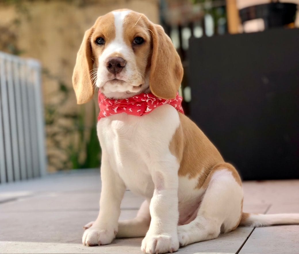 EDITH – Beagle puppy for sale in Lafayette, LA