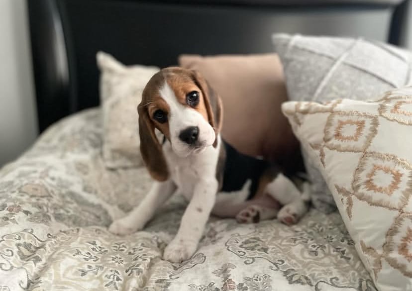 Lily – Beagle puppy for sale in Lafayette, LA