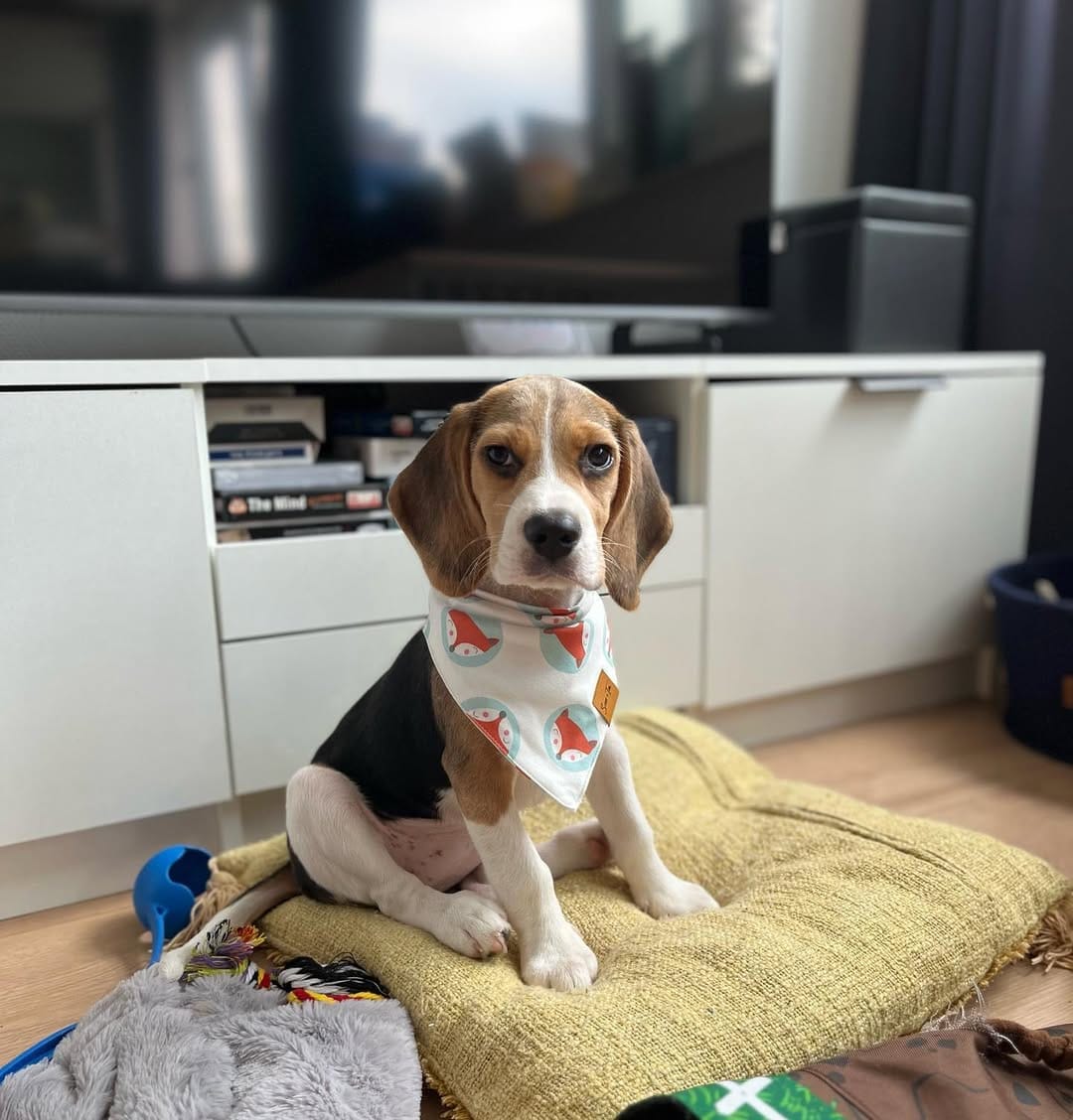 Belka – Beagle puppy for sale in Lafayette, LA
