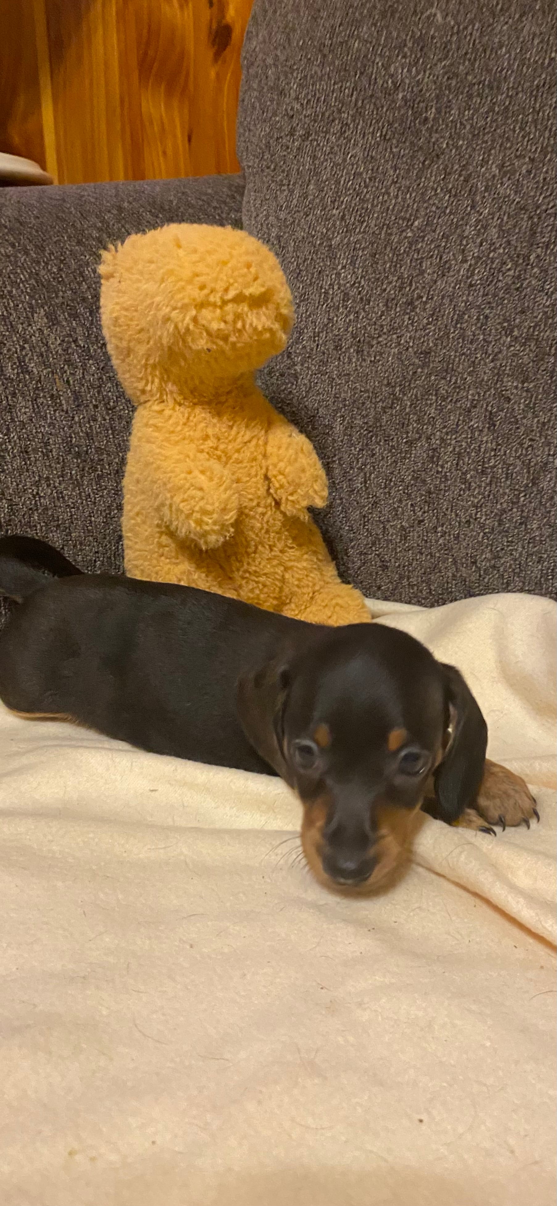 Ezra – Miniature Dachshund puppy for sale in Ocilla, GA