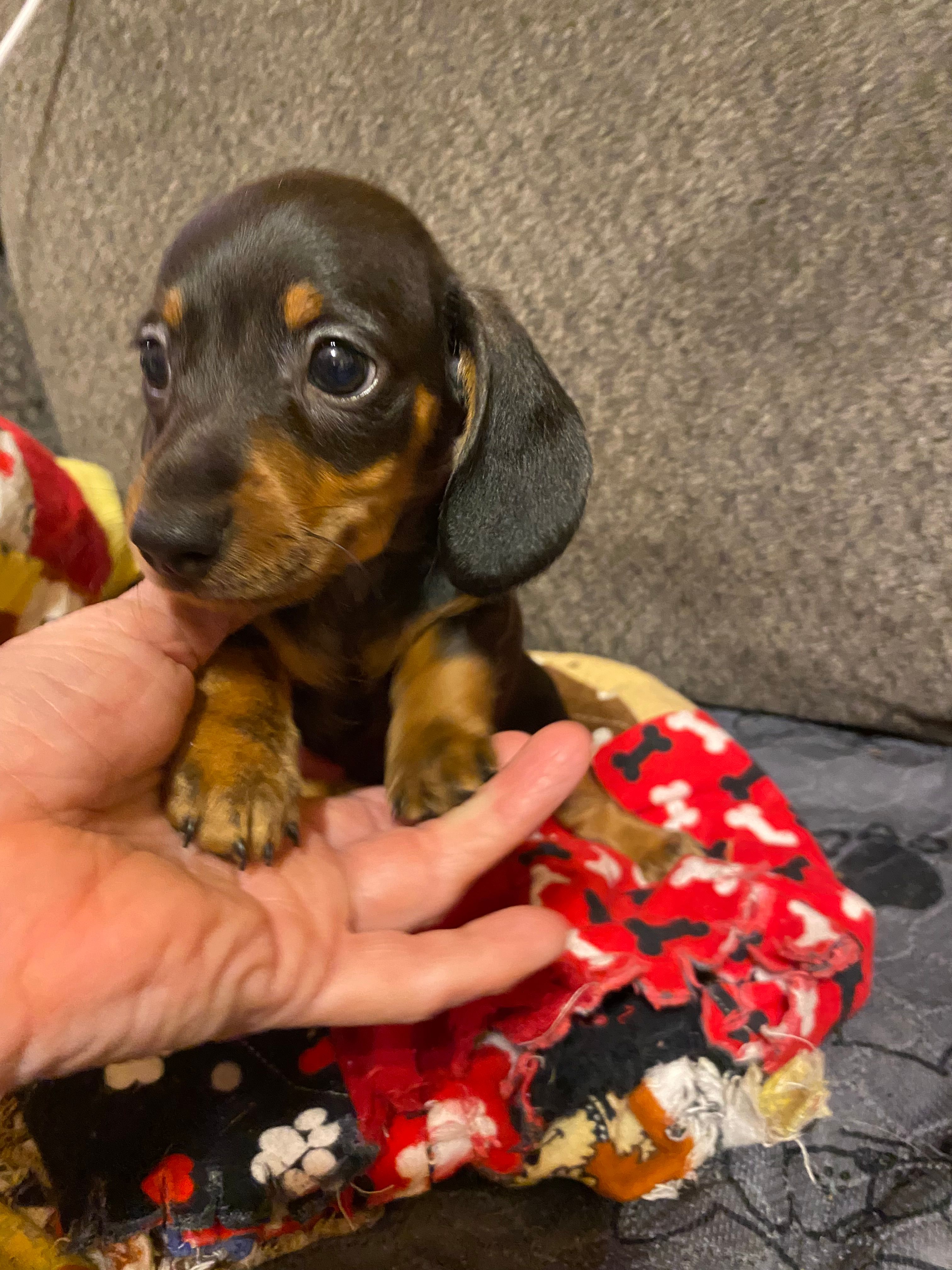 Ezra – Miniature Dachshund puppy for sale in Ocilla, GA