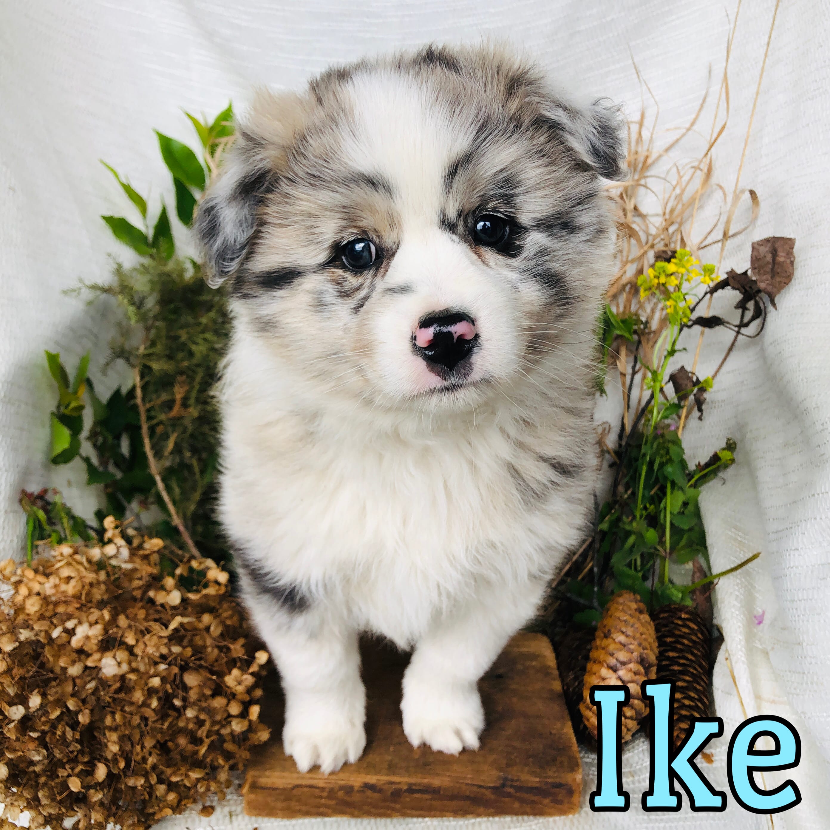 Ike – Great Pyrenees, Miniature Australian Shepherd puppy for sale in Byron, MI