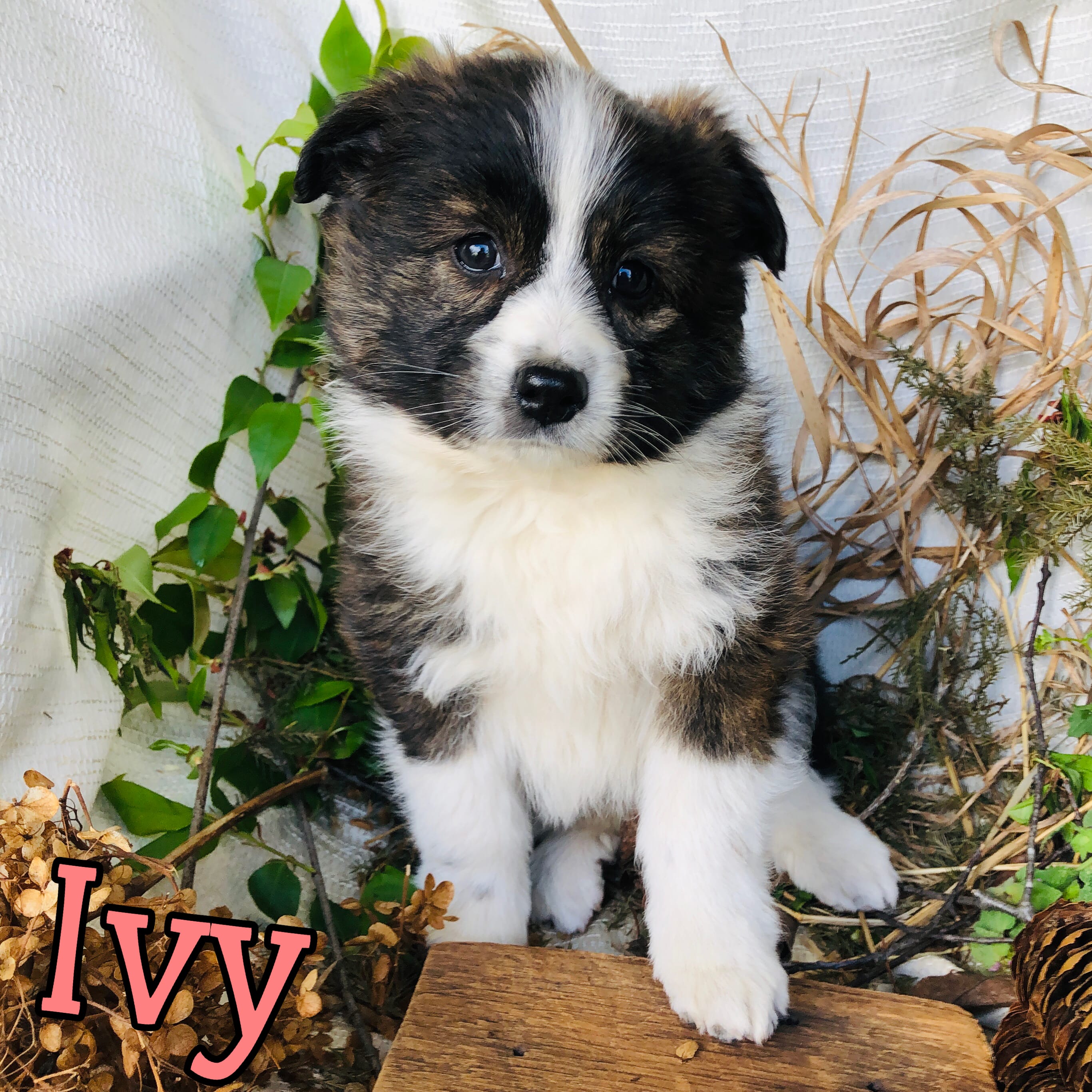 Ivy – Great Pyrenees, Miniature Australian Shepherd puppy for sale in Byron, MI