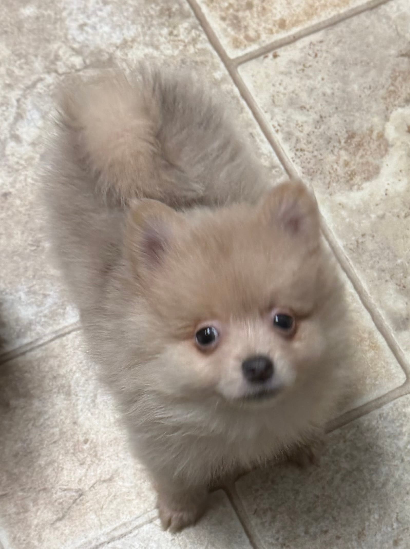 Willow & Blues pups – Pomeranian puppy for sale in Hart, MI