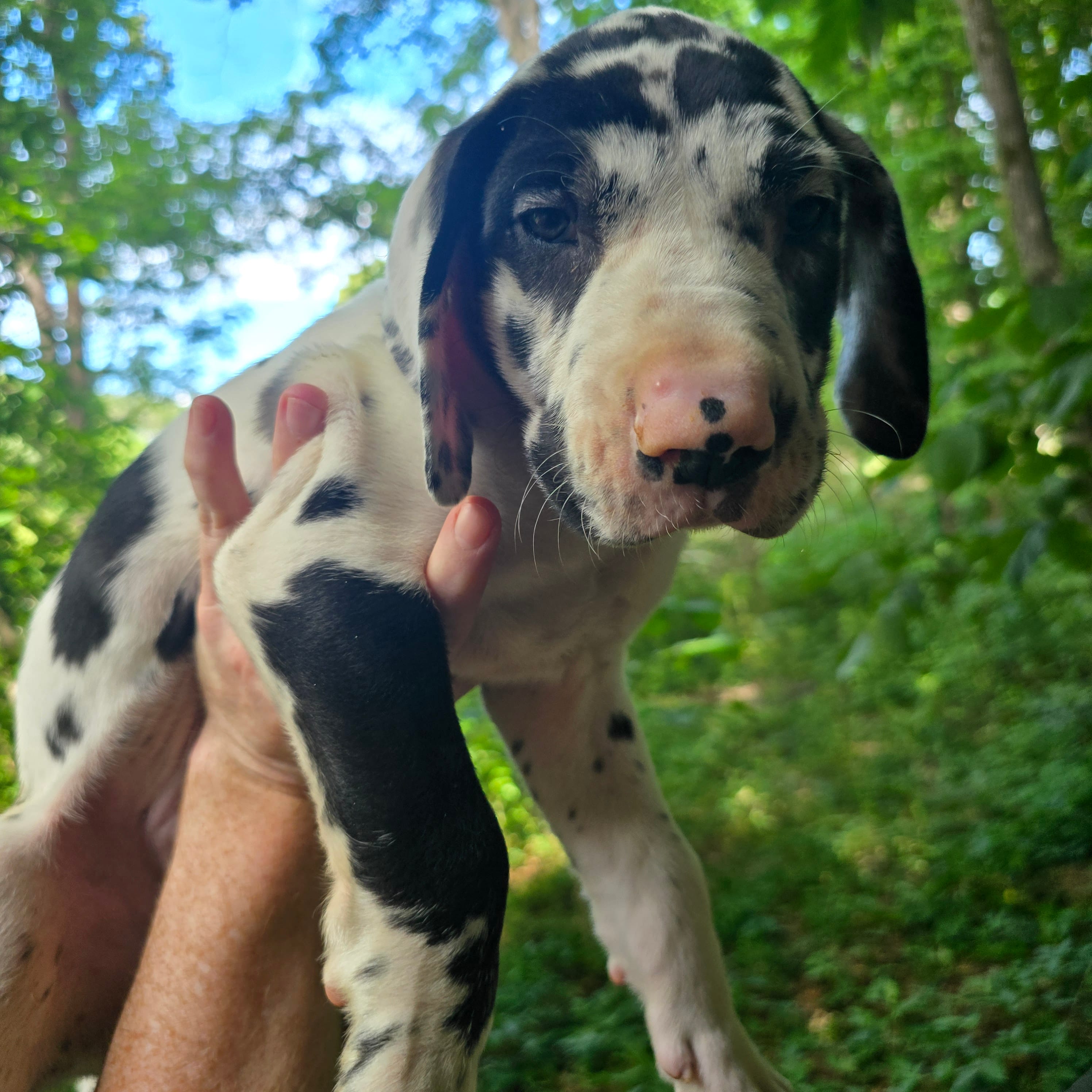 Tank – Great Dane puppy for sale in Loganville, GA