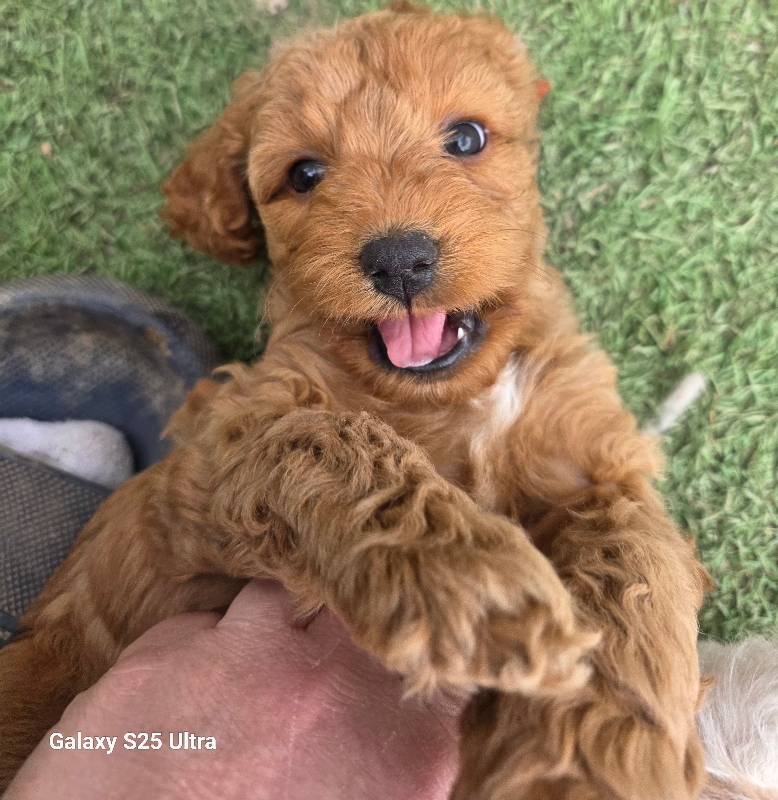 Cider – Cockapoo puppy for sale in Chewelah, WA