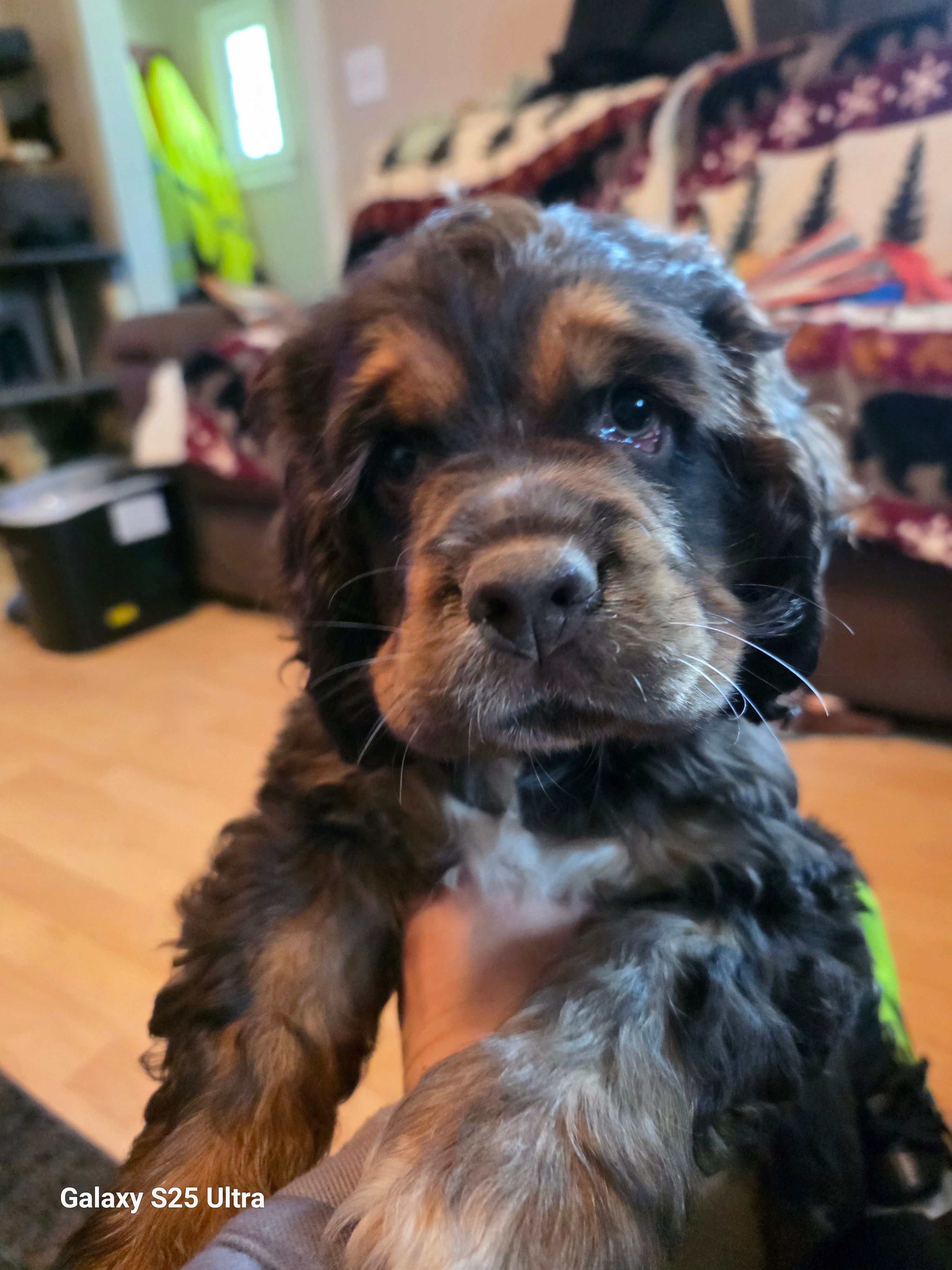 Bear – Cocker Spaniel puppy for sale in Chewelah, WA