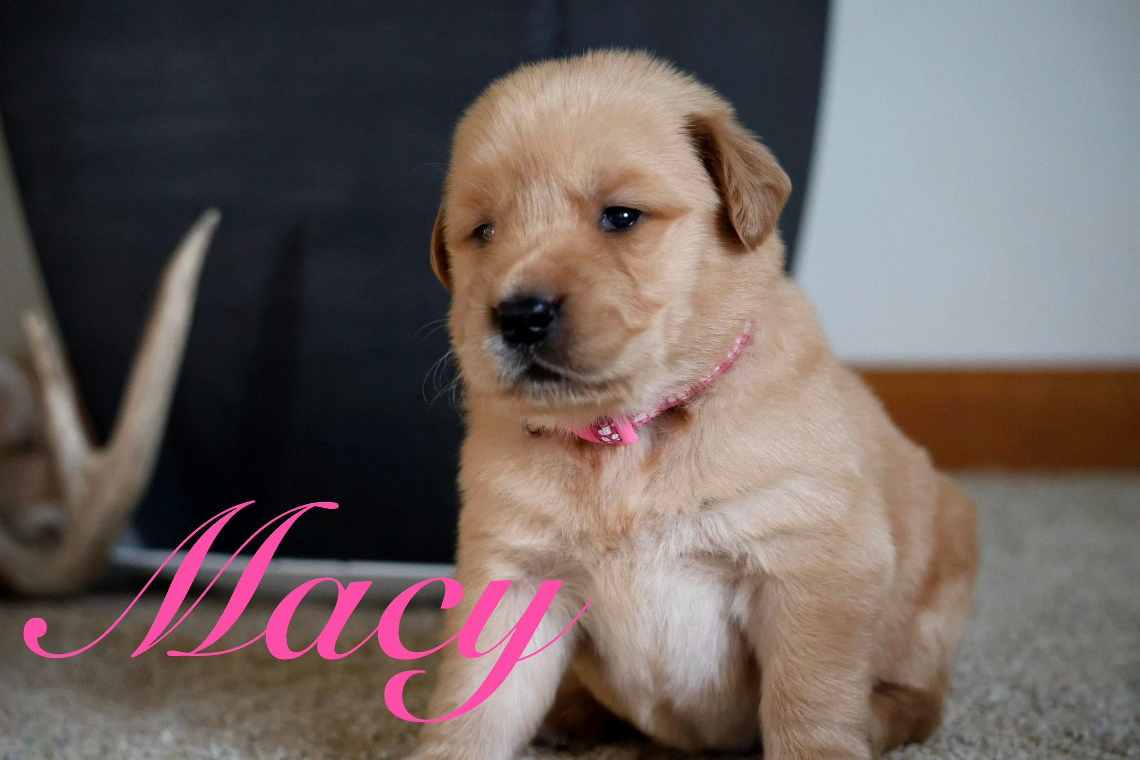 Macy – Golden Retriever puppy for sale in Wellman, IA