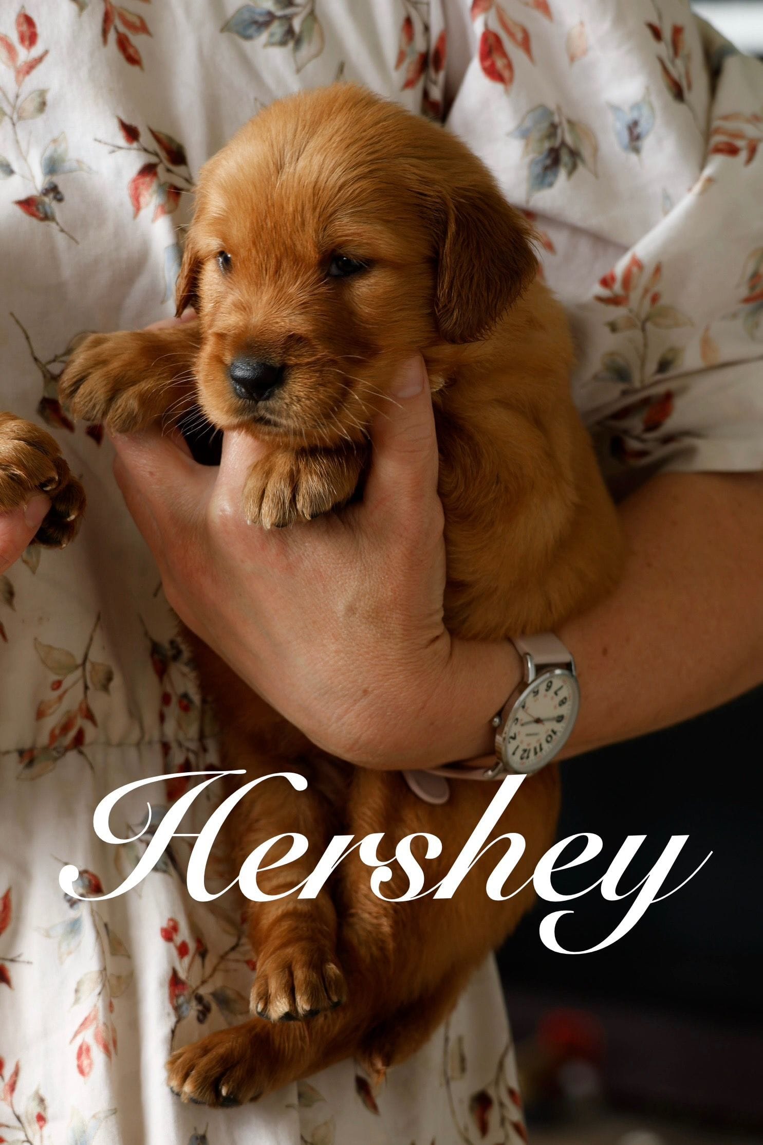 Hershey, a male Golden Retriever for sale in Wellman, IA – 2 of 3