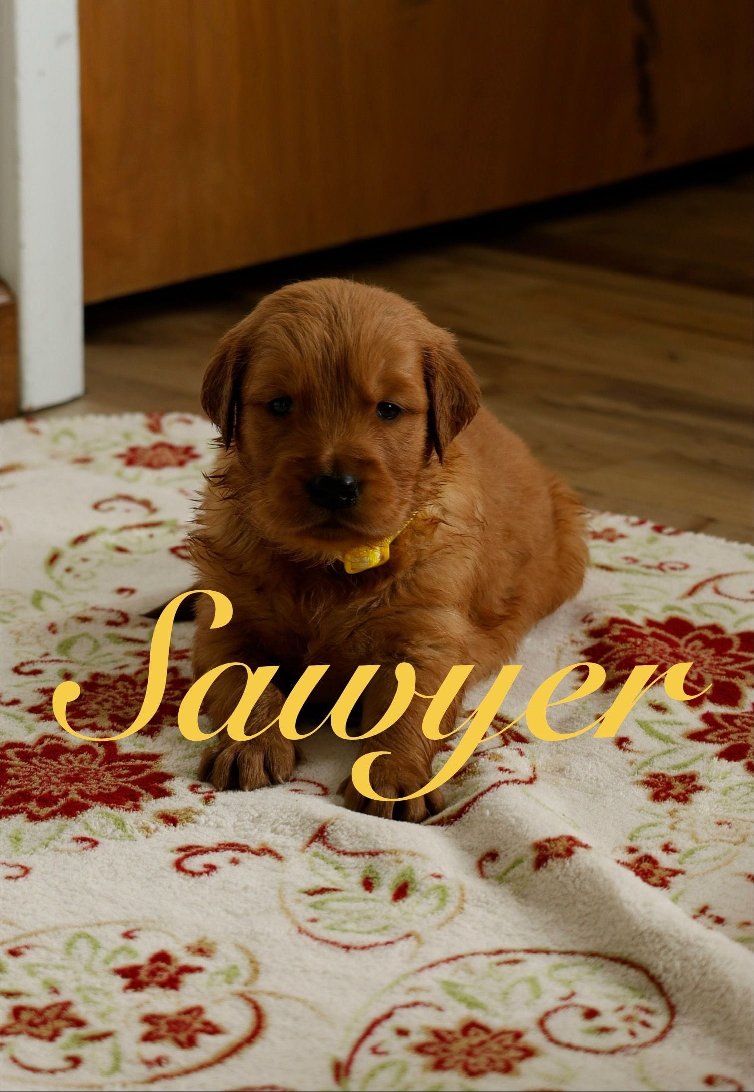 Sawyer – Golden Retriever puppy for sale in Wellman, IA