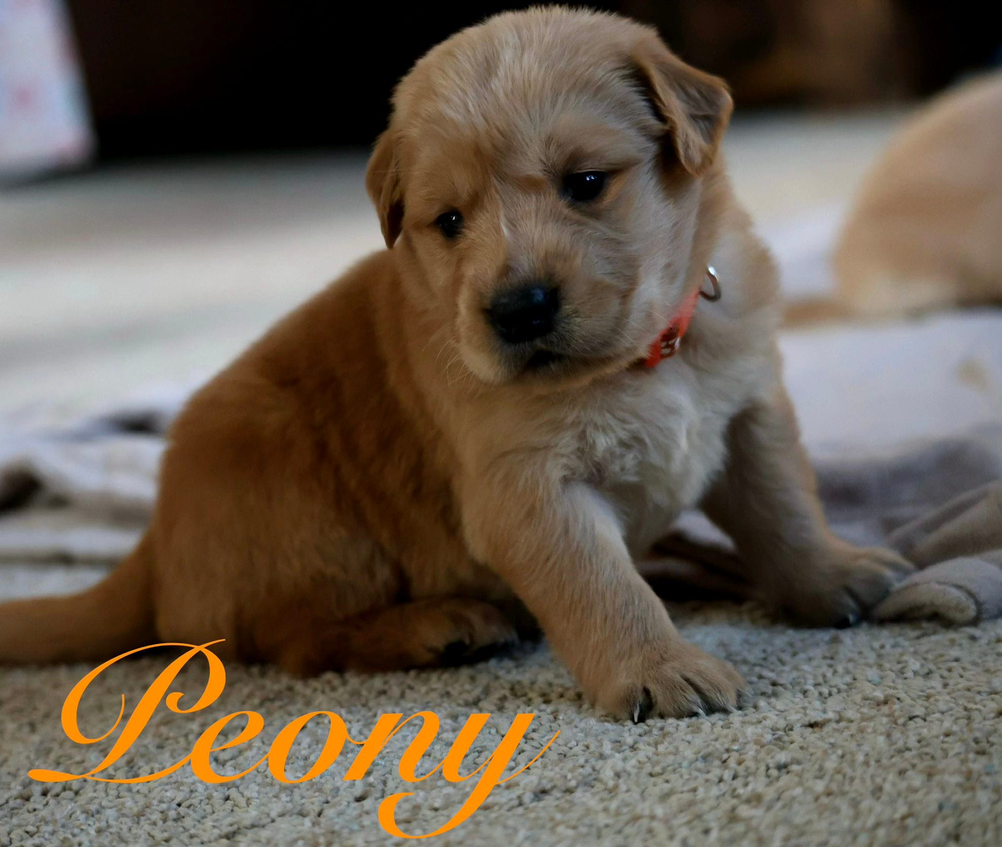 Peony – Golden Retriever puppy for sale in Wellman, IA