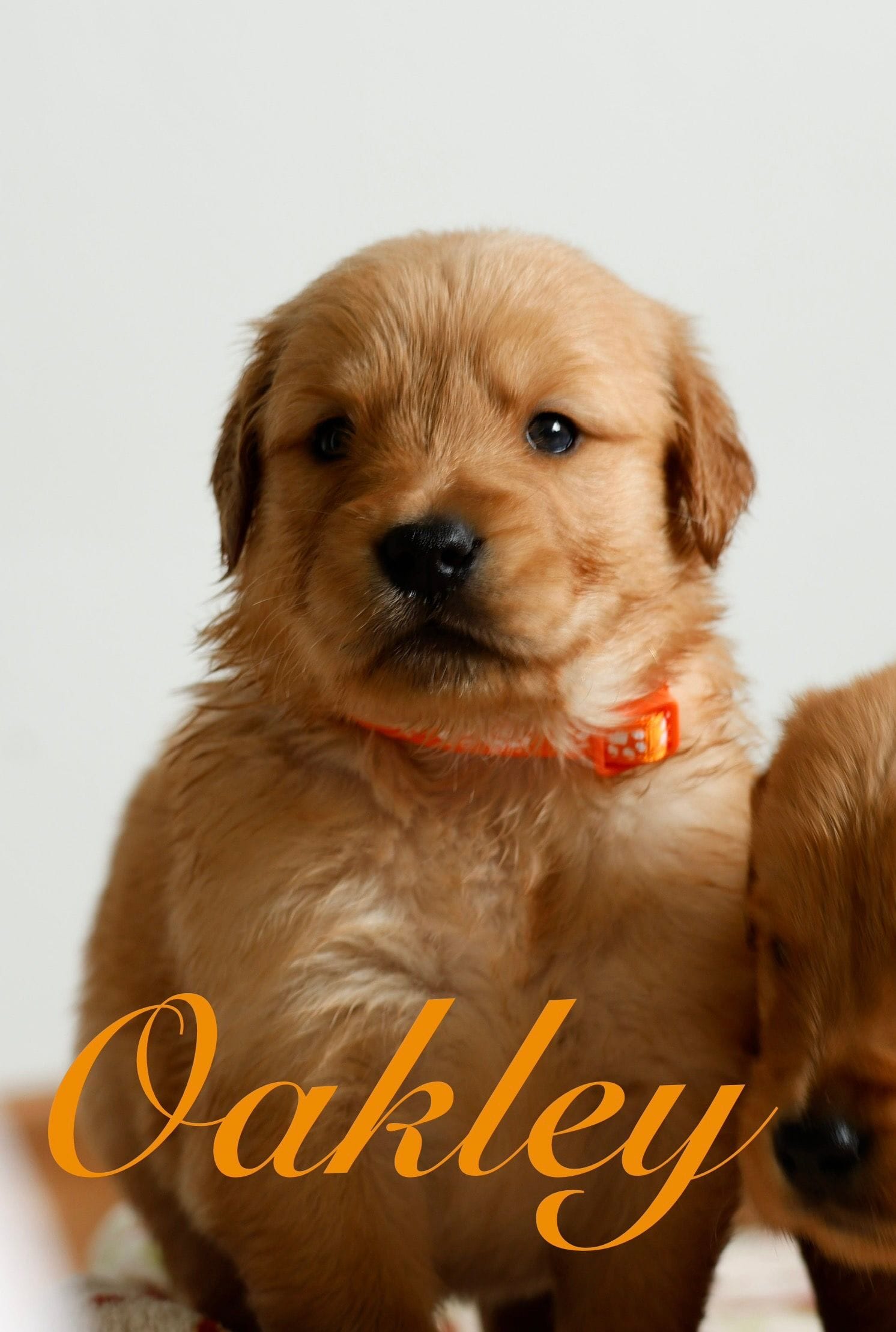 Oakley – Golden Retriever puppy for sale in Wellman, IA