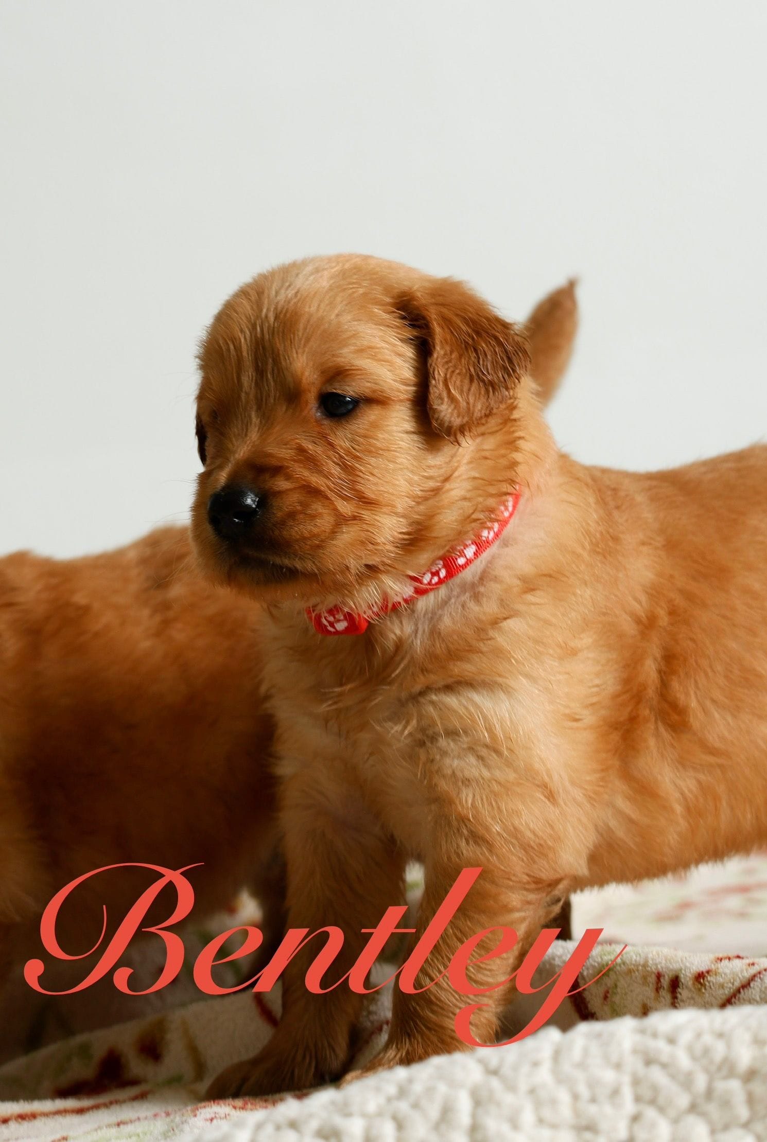 Bentley – Golden Retriever puppy for sale in Wellman, IA