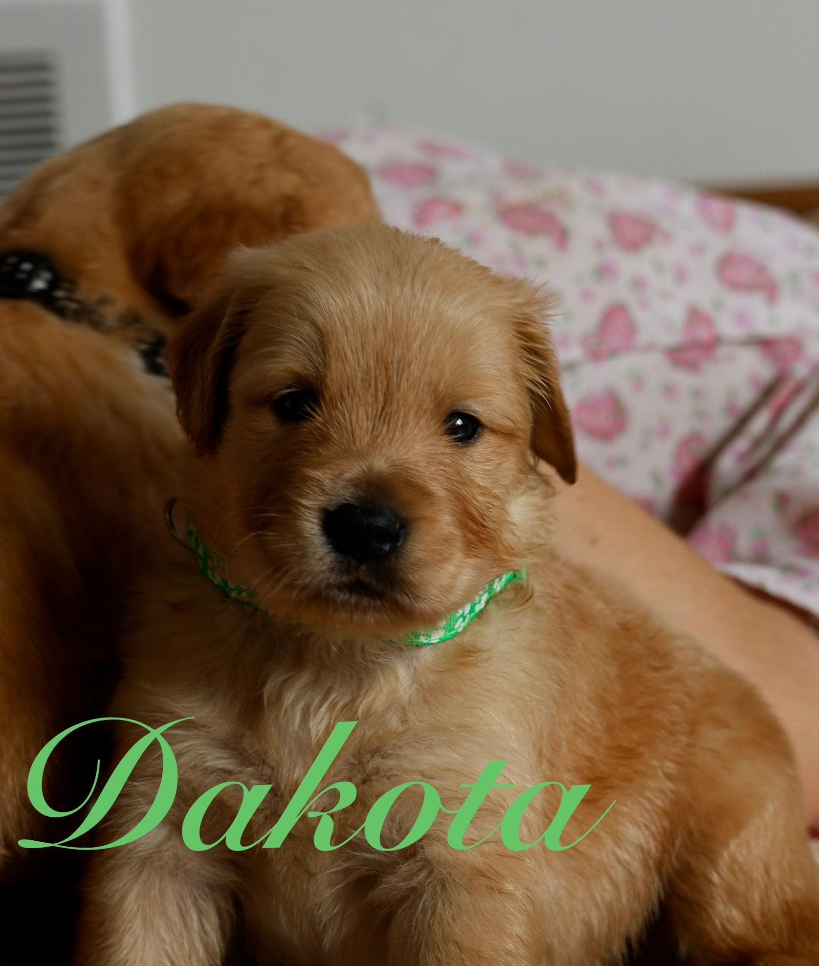 Dakota – Golden Retriever puppy for sale in Wellman, IA