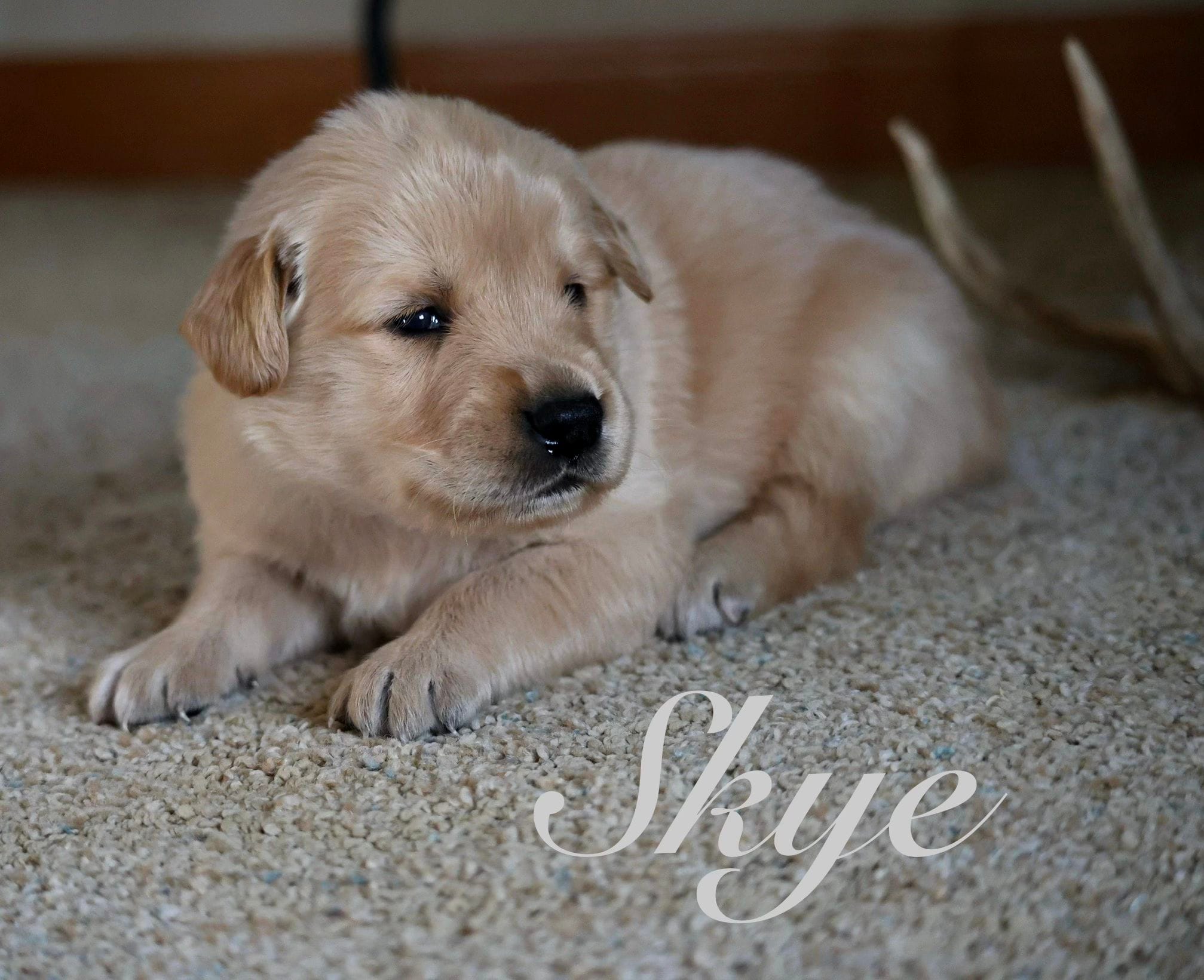 Skye – Golden Retriever puppy for sale in Wellman, IA