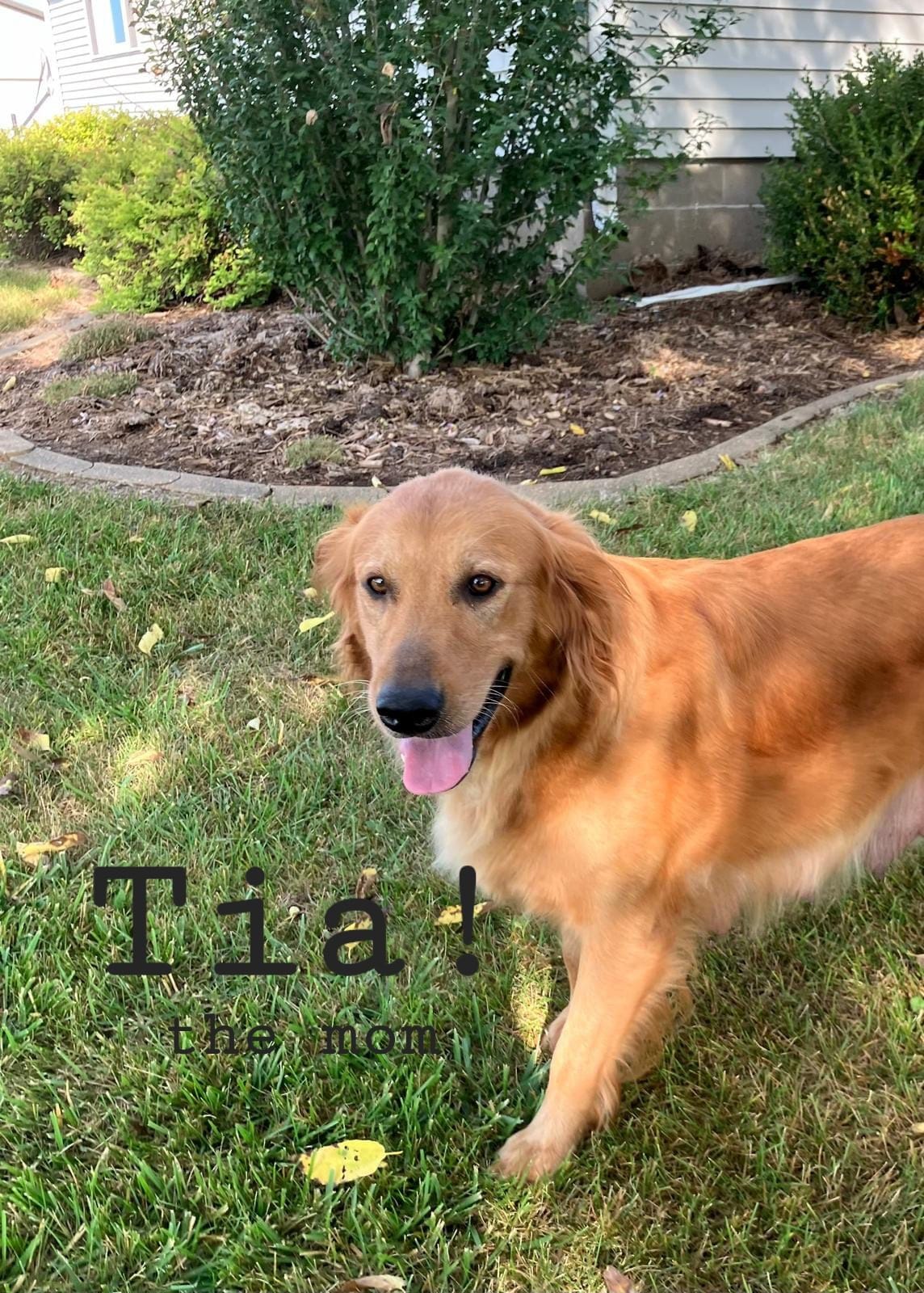 Bentley, a male Golden Retriever for sale in Wellman, IA – 3 of 3