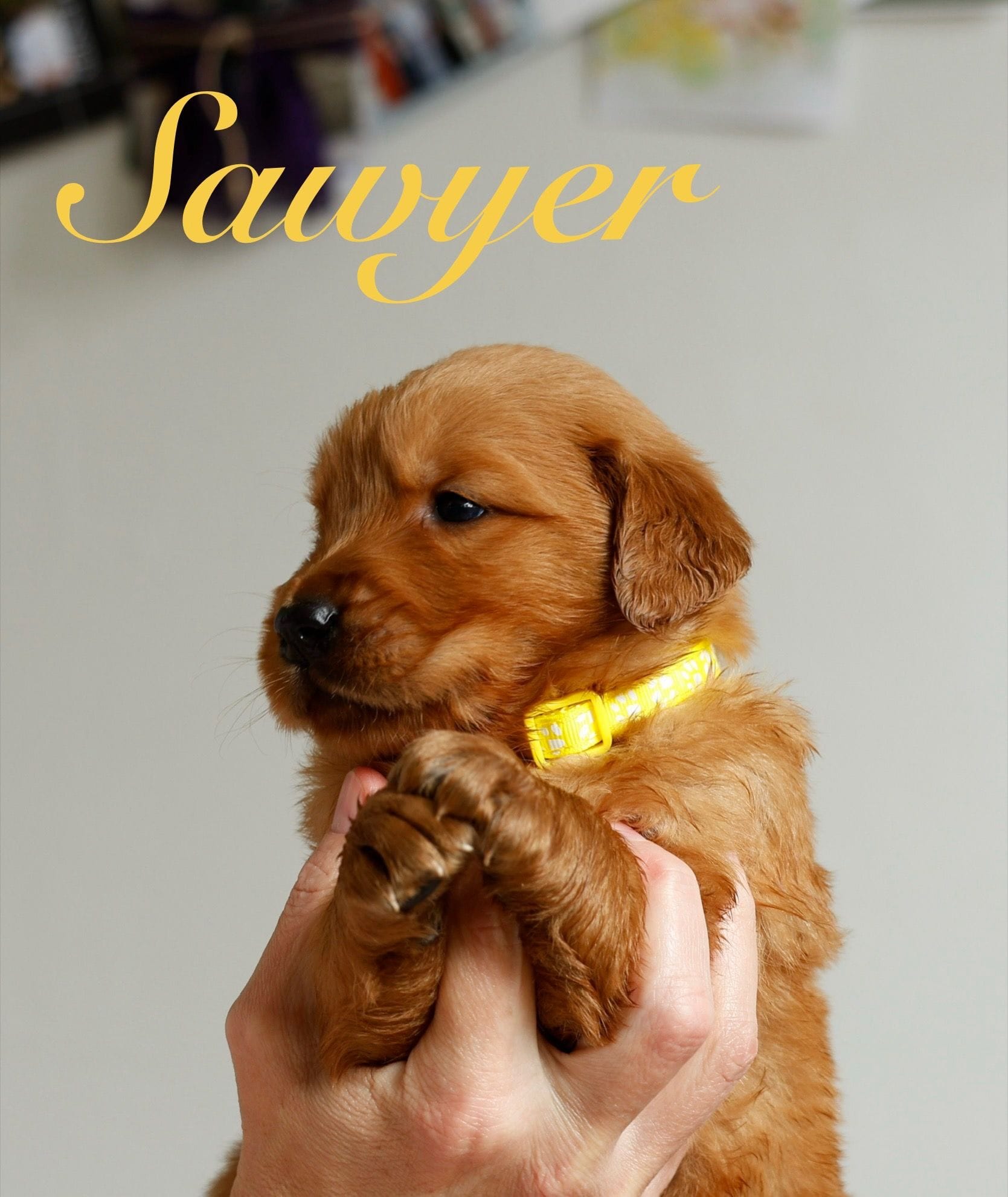 Sawyer, a male Golden Retriever for sale in Wellman, IA – 3 of 3
