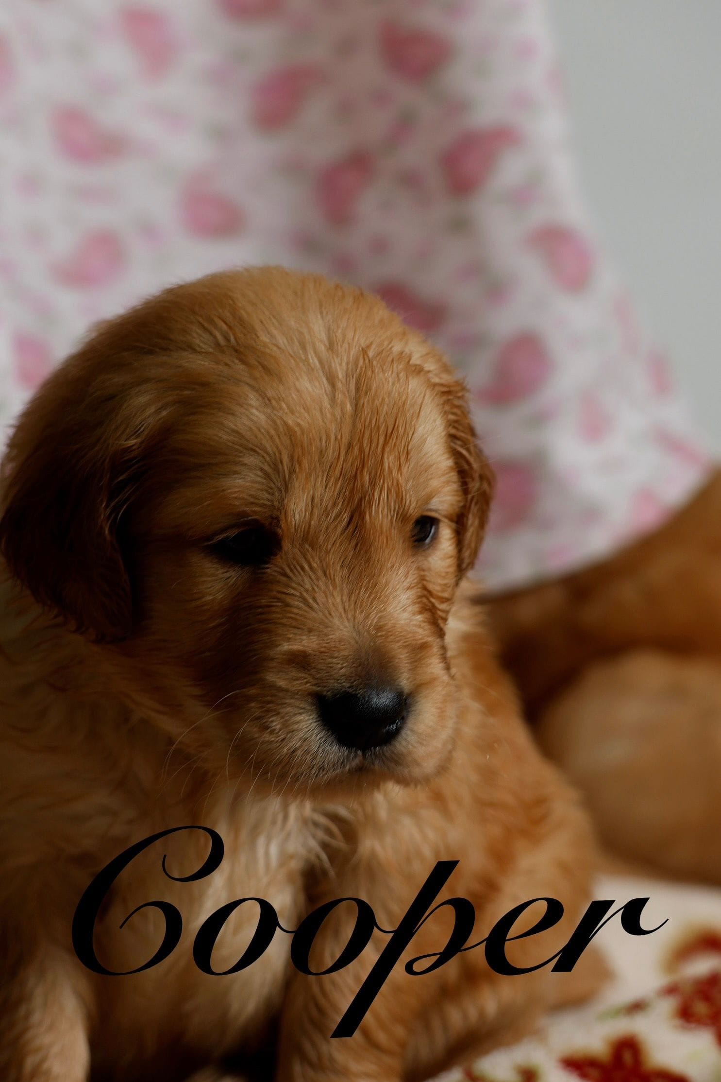 Cooper, a male Golden Retriever for sale in Wellman, IA – 2 of 3