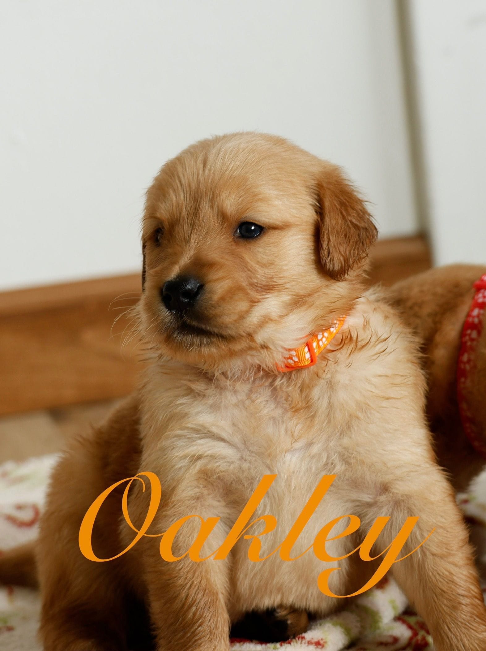 Oakley, a male Golden Retriever for sale in Wellman, IA – 2 of 3