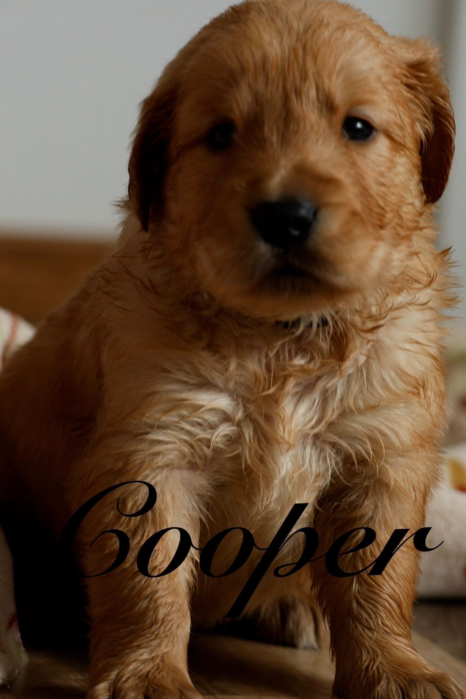 Cooper – Golden Retriever puppy for sale in Wellman, IA