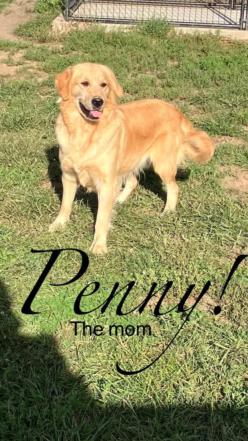 Peony – Golden Retriever puppy for sale in Wellman, IA