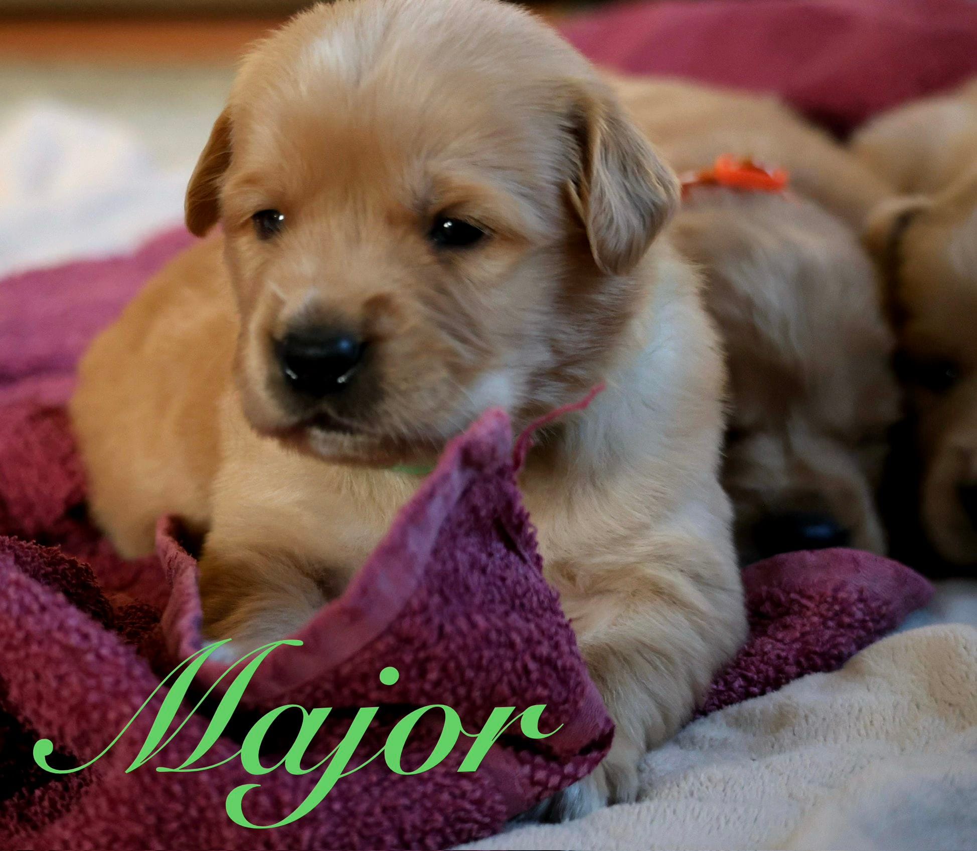 Major – Golden Retriever puppy for sale in Wellman, IA