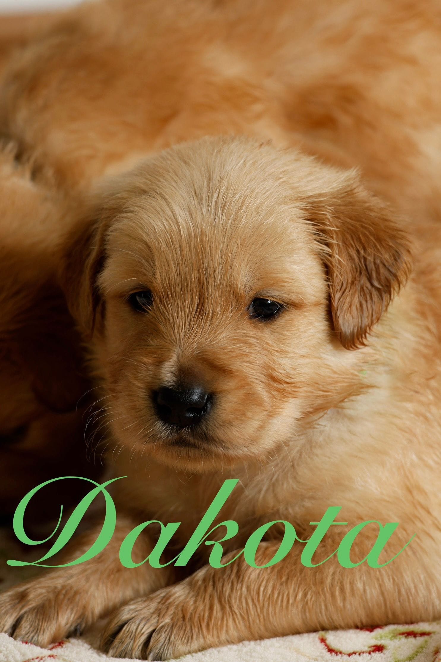 Dakota, a male Golden Retriever for sale in Wellman, IA – 2 of 3