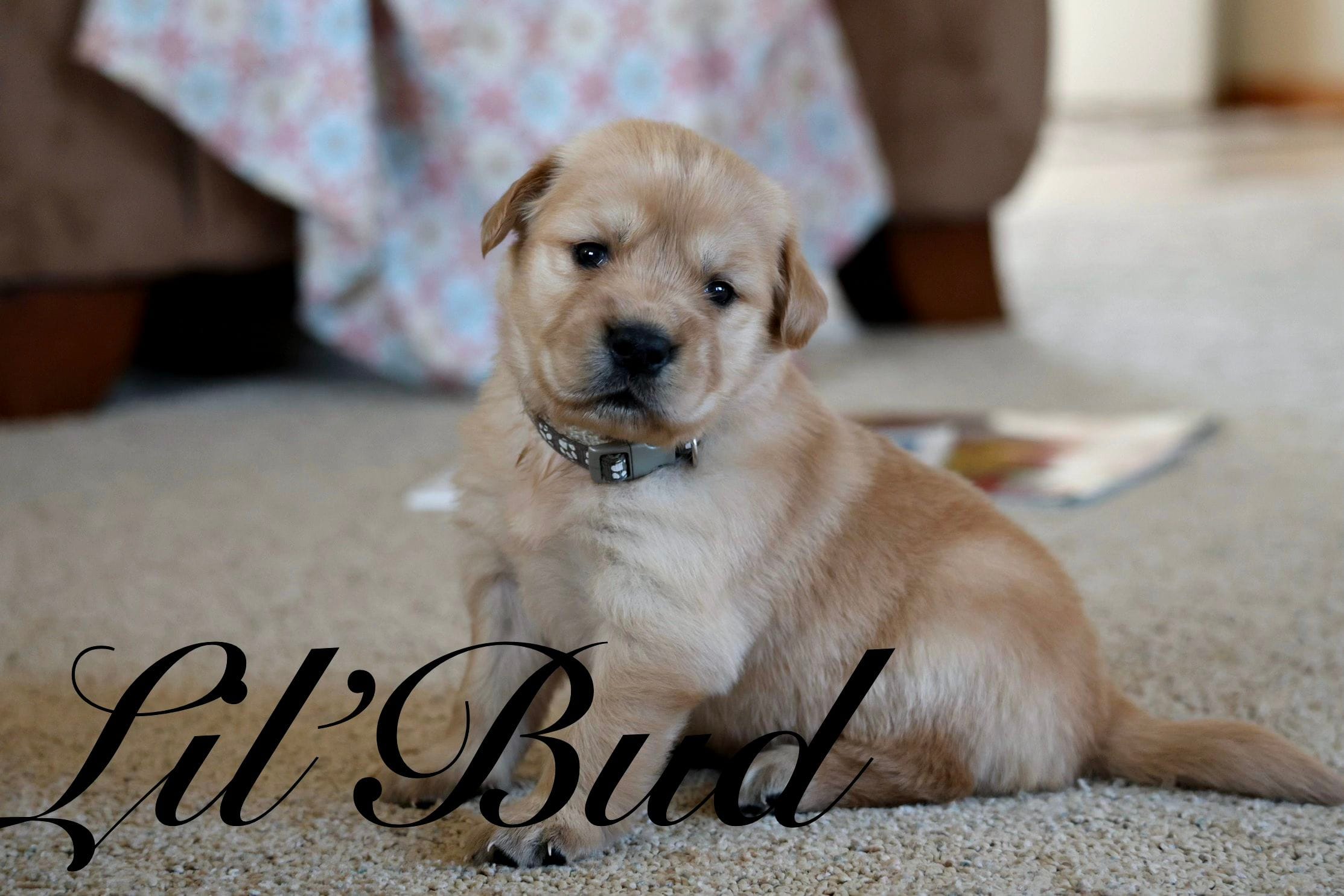 Lil'Bud – Golden Retriever puppy for sale in Wellman, IA