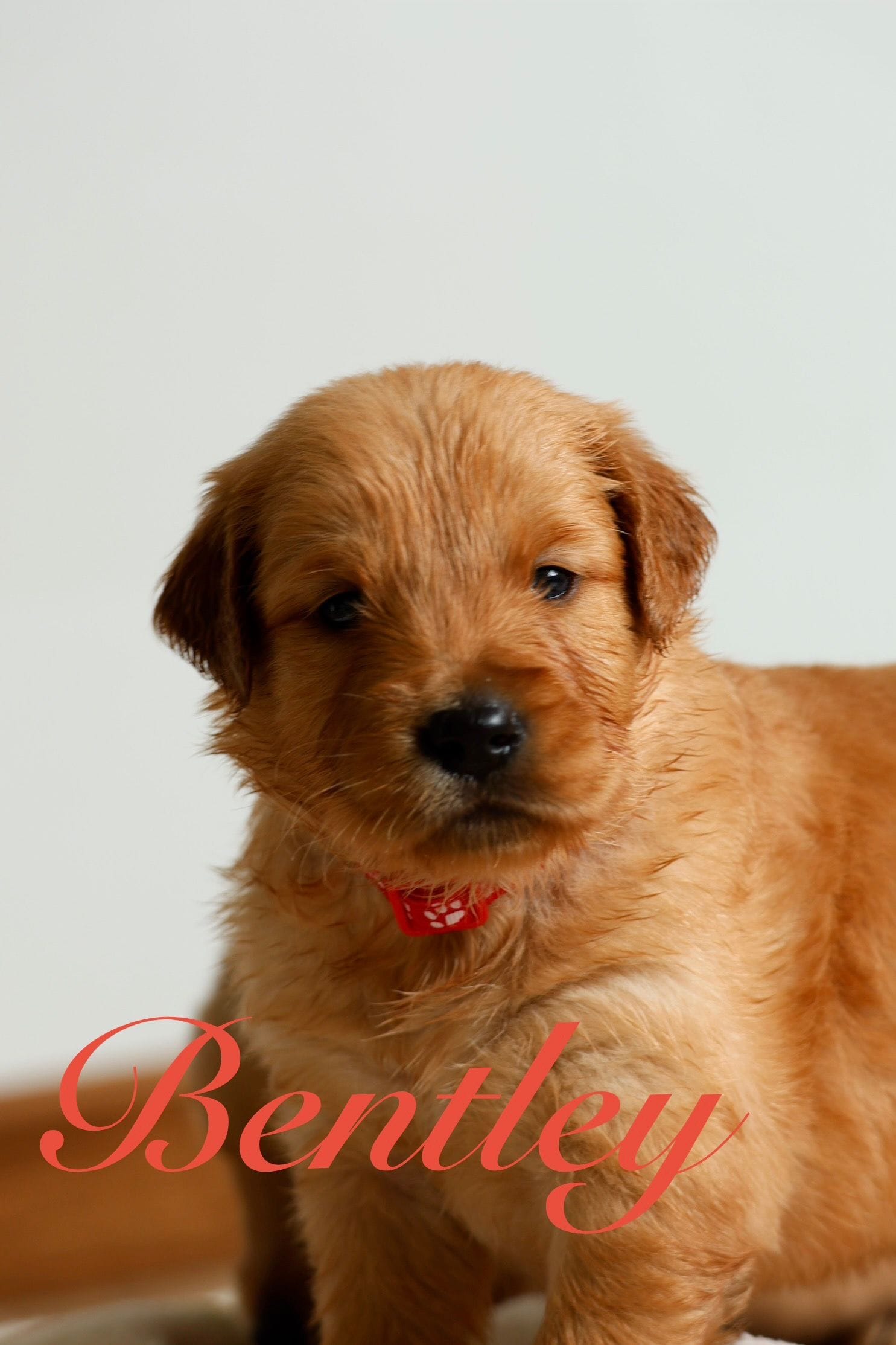 Bentley, a male Golden Retriever for sale in Wellman, IA – 2 of 3