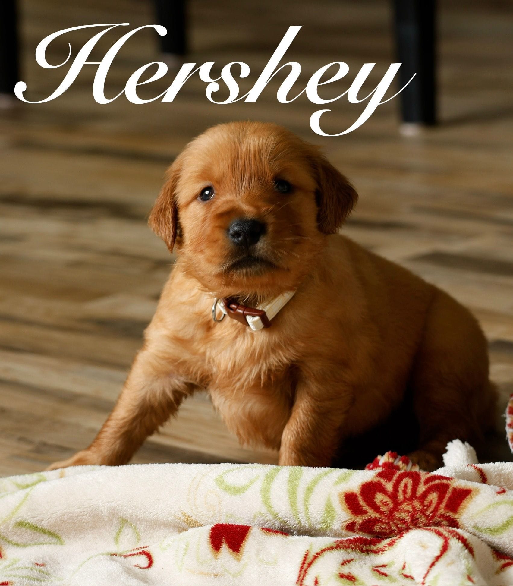 Hershey – Golden Retriever puppy for sale in Wellman, IA