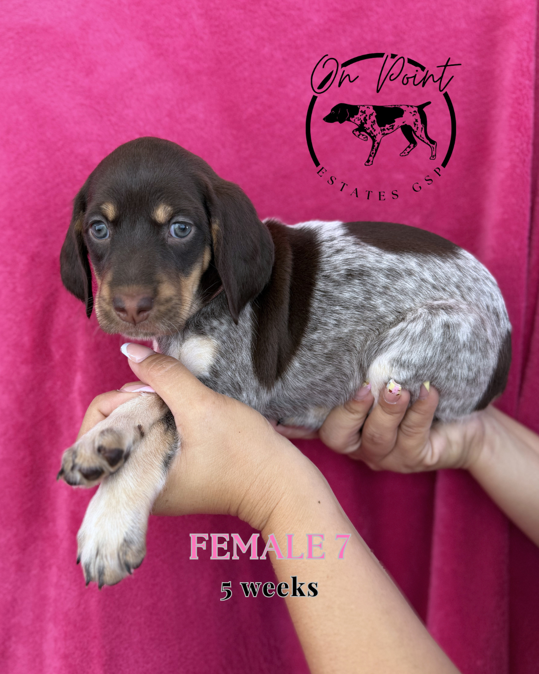 Pink Female 7 – German Shorthaired Pointer puppy for sale in Naples, FL