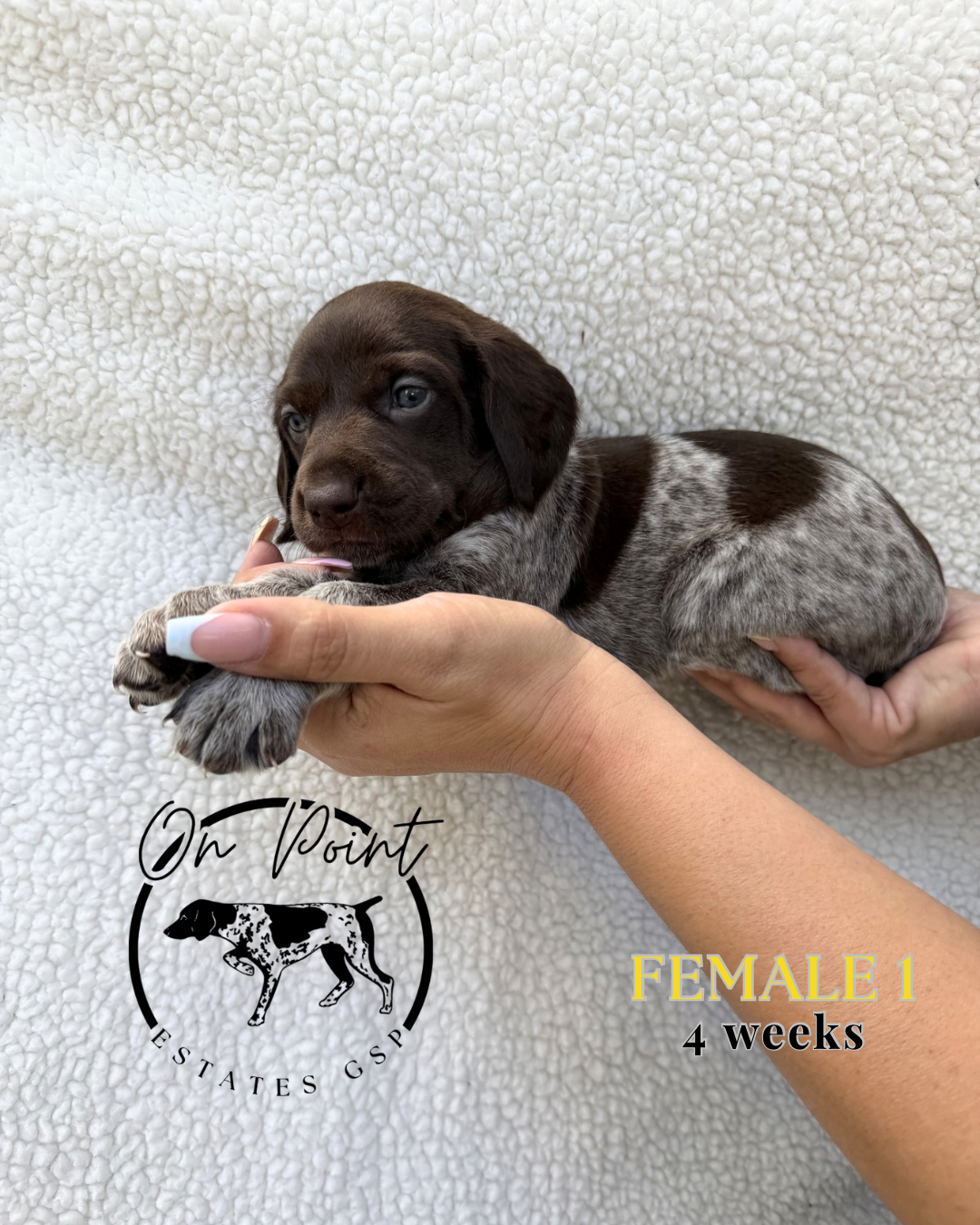 Yellow Female 1 – German Shorthaired Pointer puppy for sale in Naples, FL