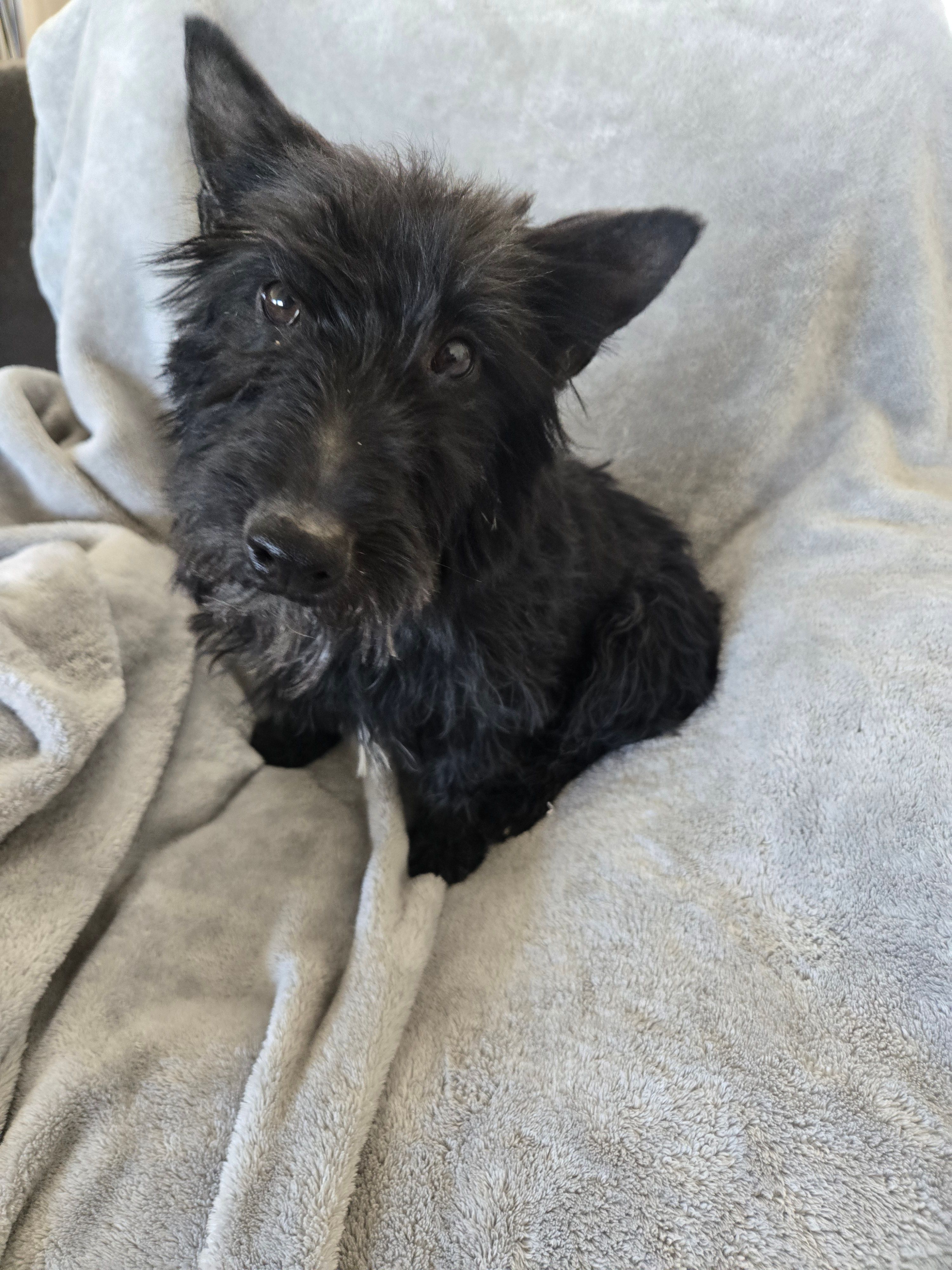 Full AKC Black Shine – Scottish Terrier puppy for sale in Casa Grande, AZ
