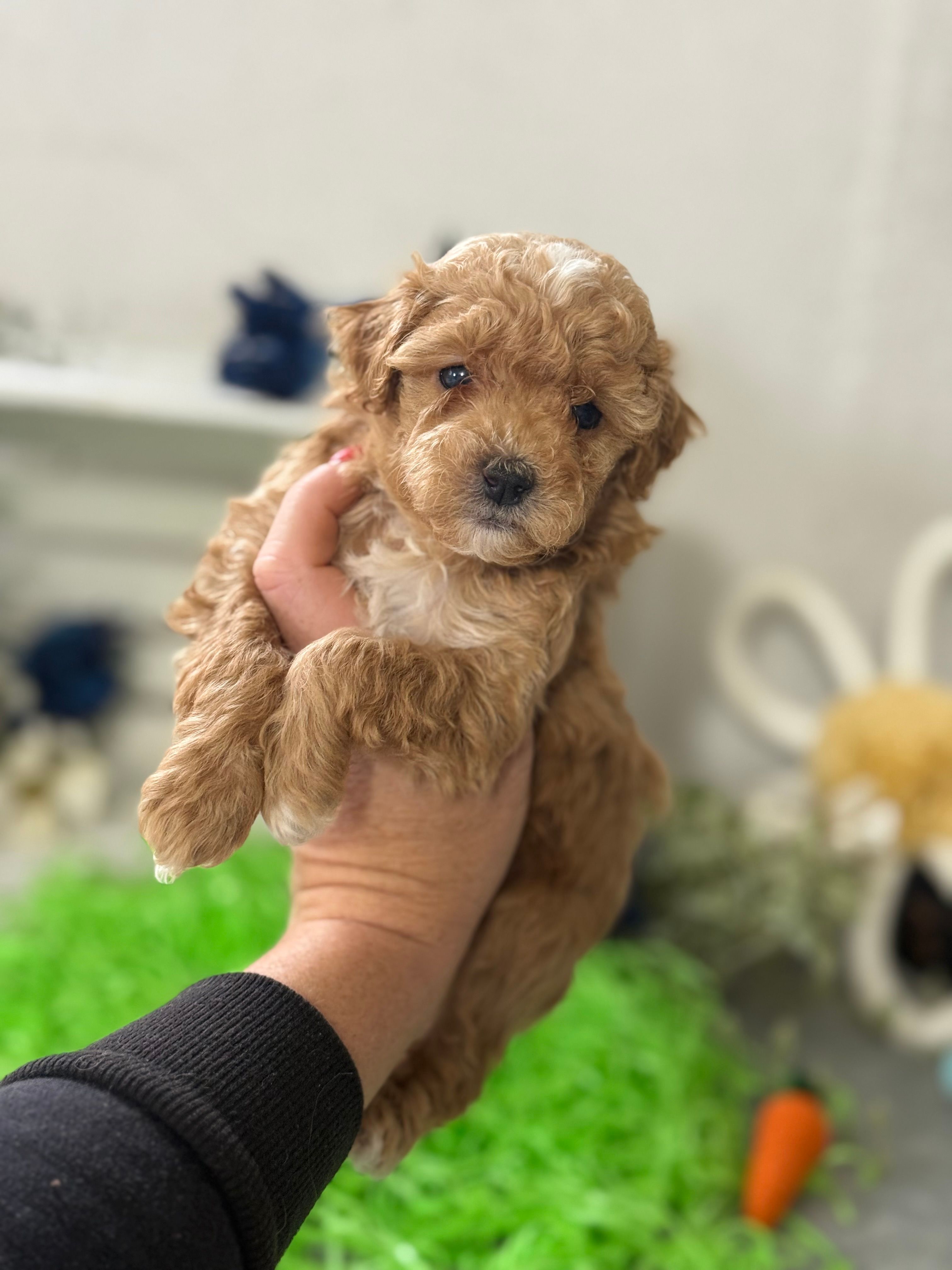 F1b Toy Female 5 Suzie Q  – Goldendoodle puppy for sale in Denton, TX