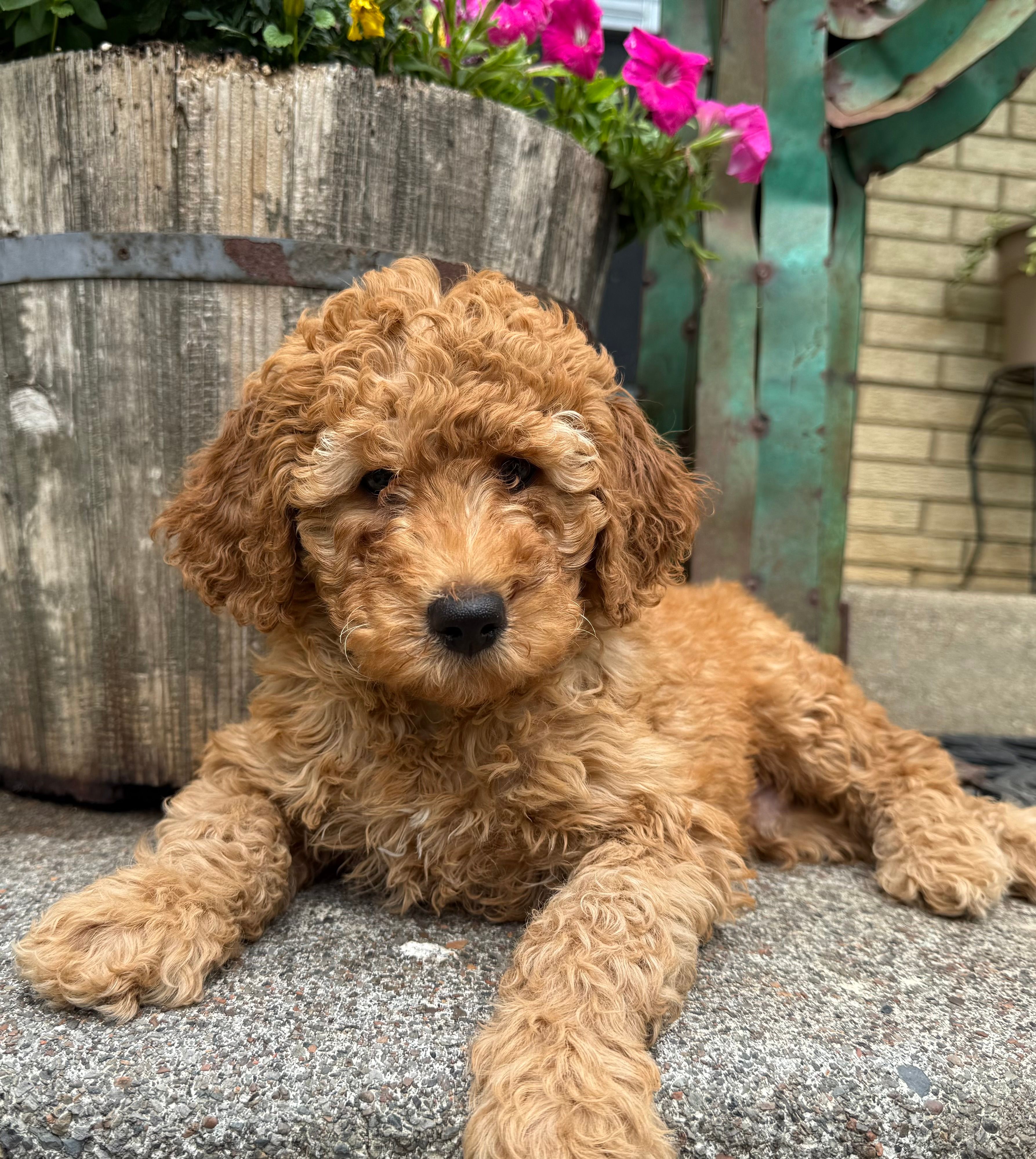 F1b Mini Male 2 Scout – Irish Doodle puppy for sale in Denton, TX