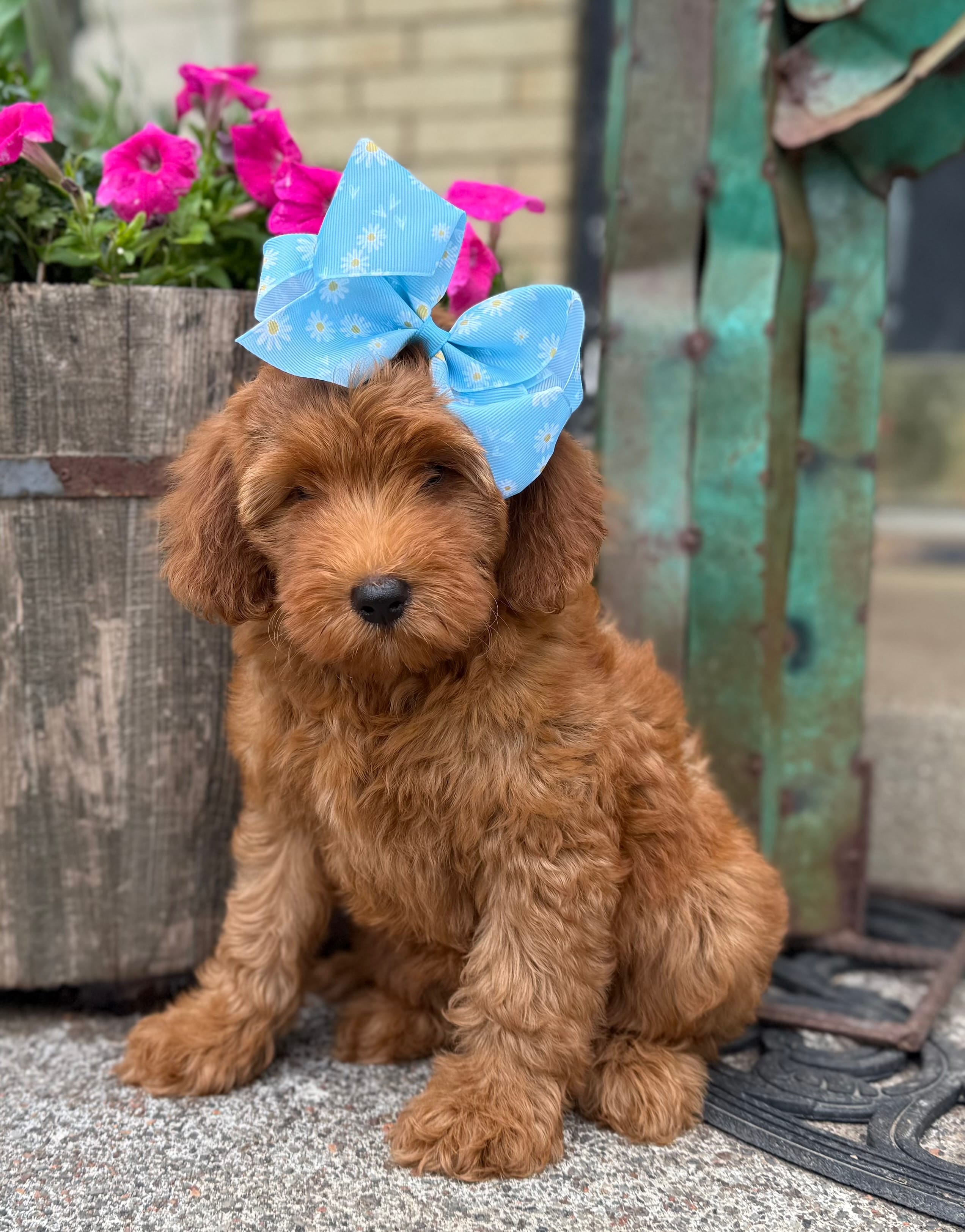 F1b Micro Female 4 Roxanne  – Irish Doodle puppy for sale in Denton, TX