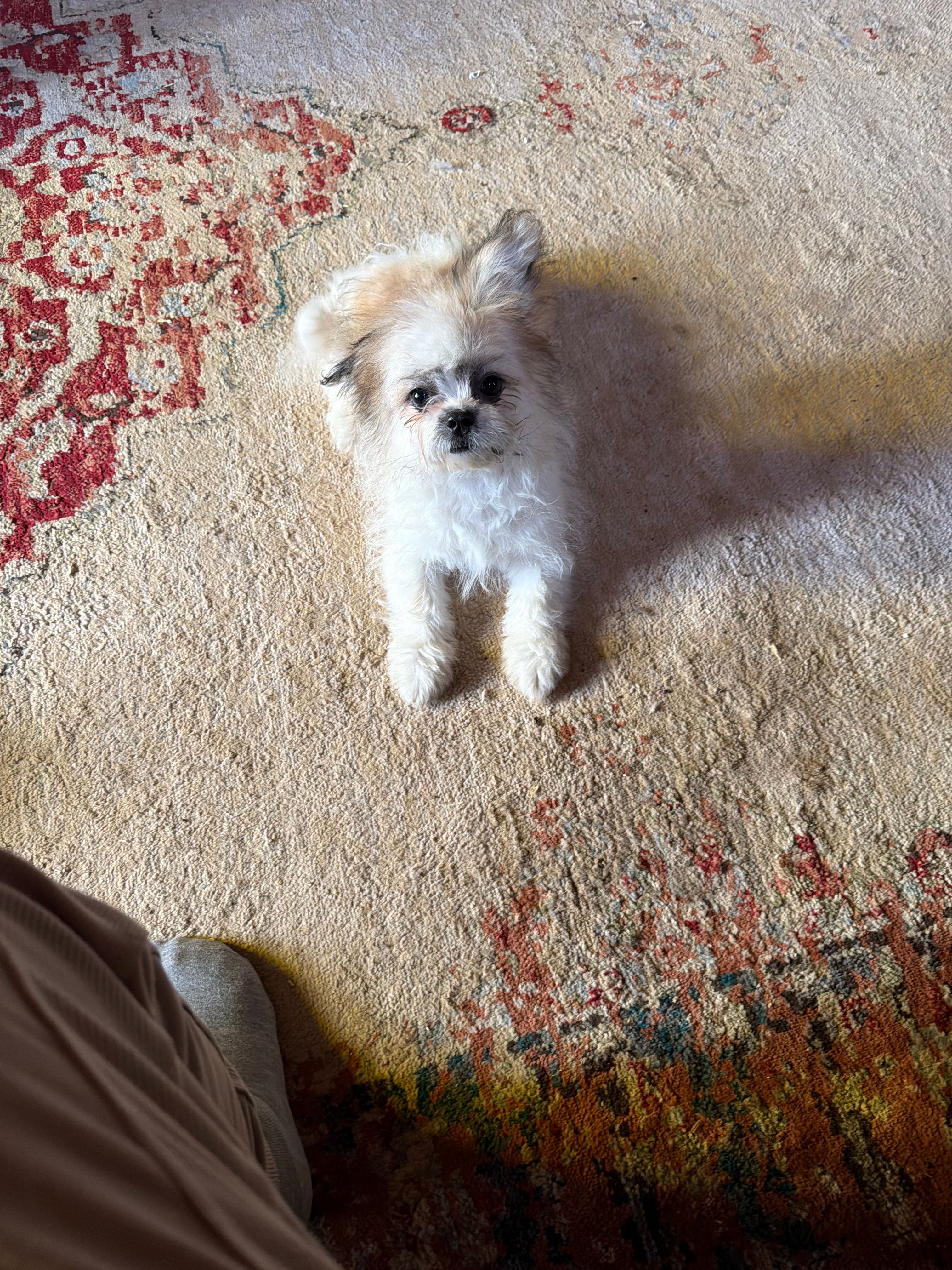 Charlie – Shichon puppy for sale in Viroqua, WI